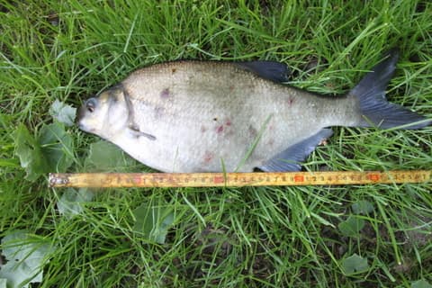 Common Bream