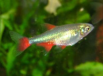 Redflank Bloodfin Tetra