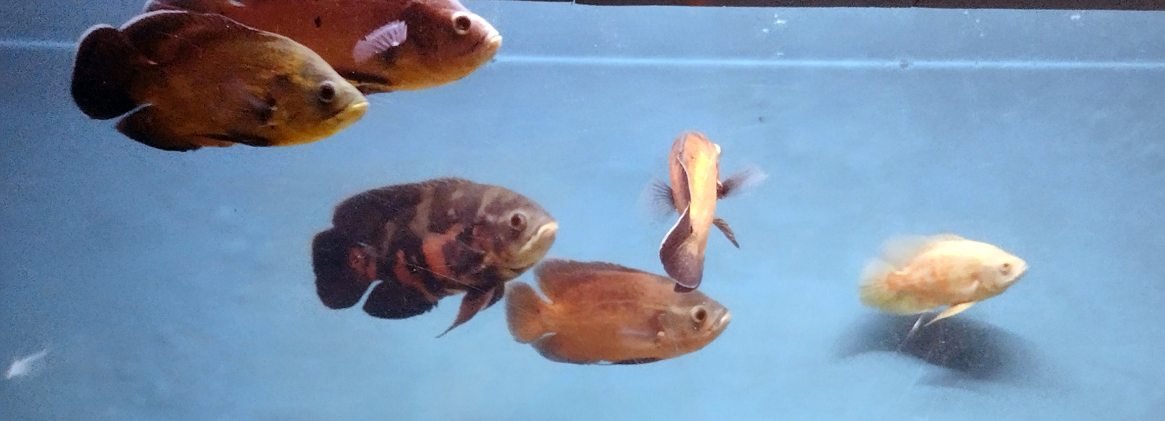 Oscar Cichlid