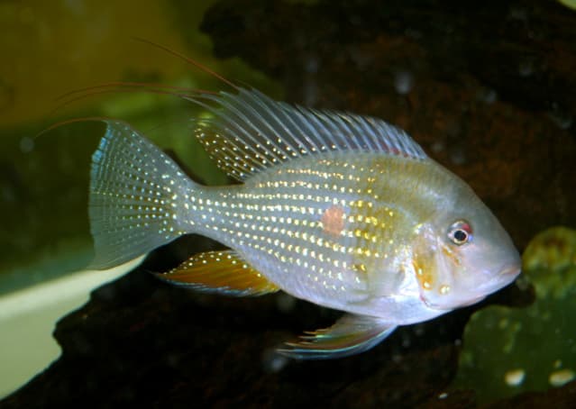 Threadfin Acara