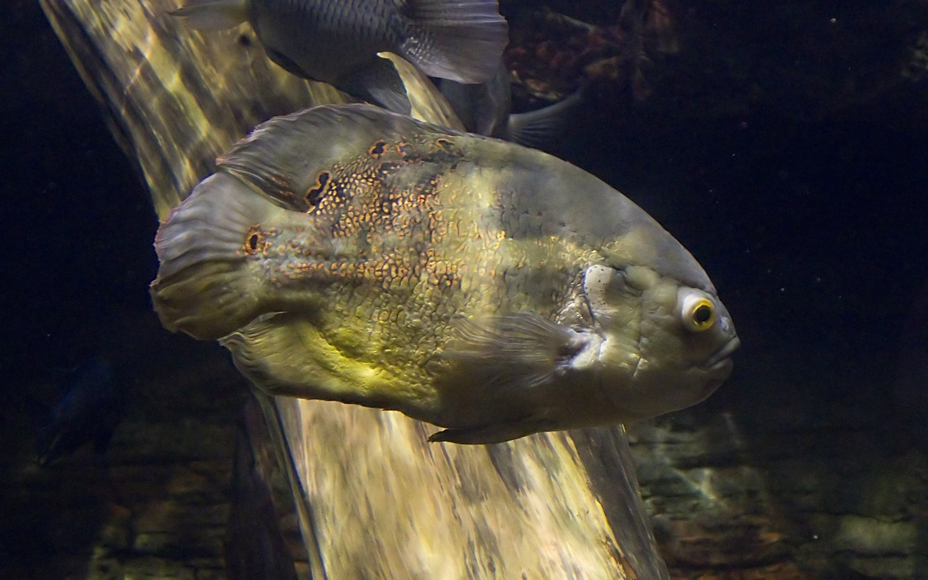 Oscar Cichlid