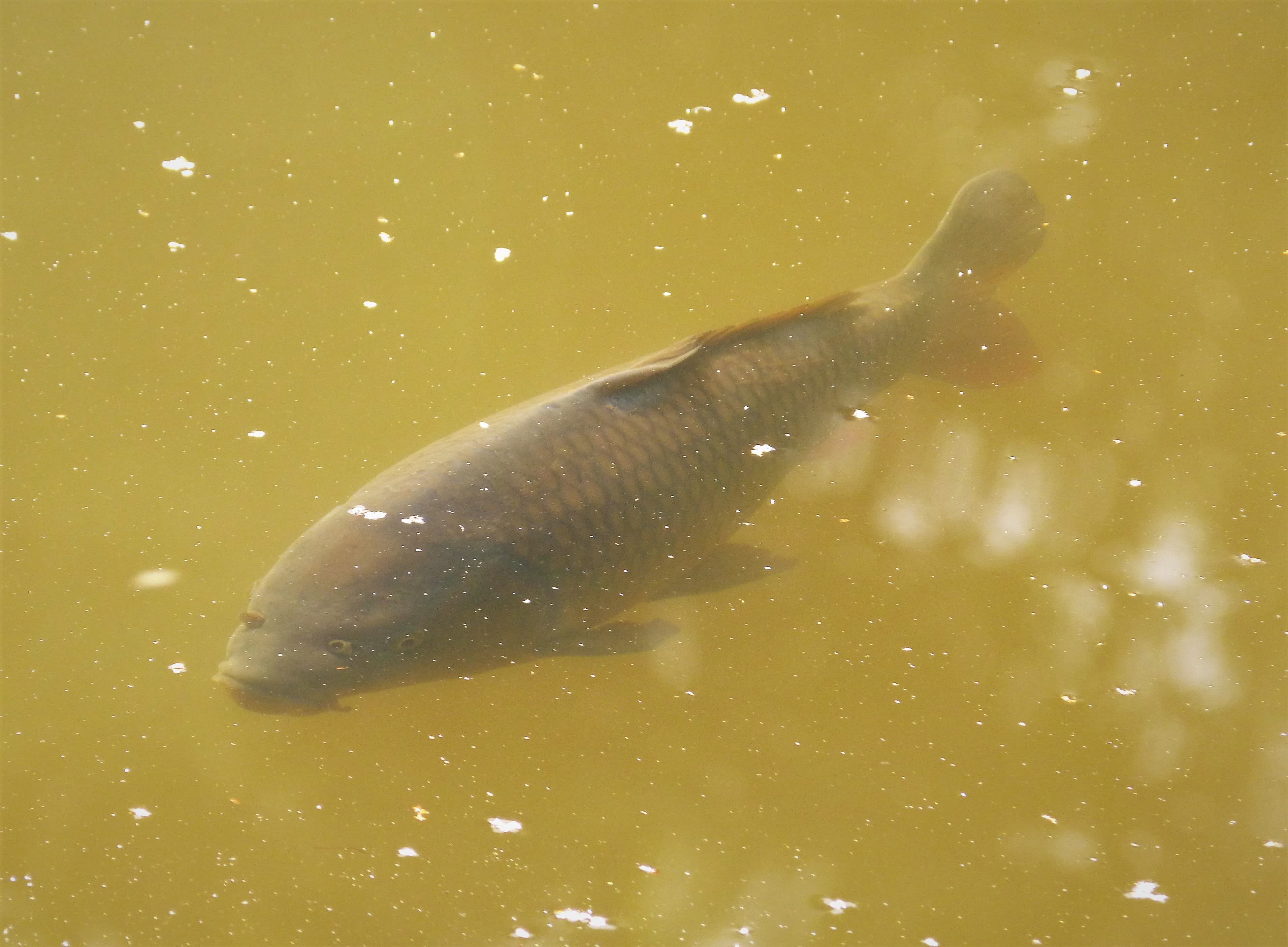 Common Carp