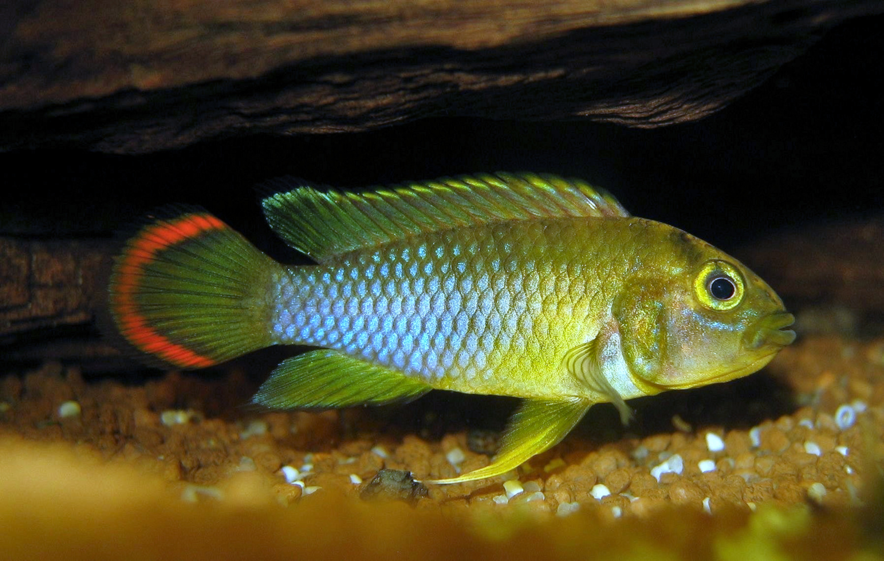 Panda Dwarf Cichlid