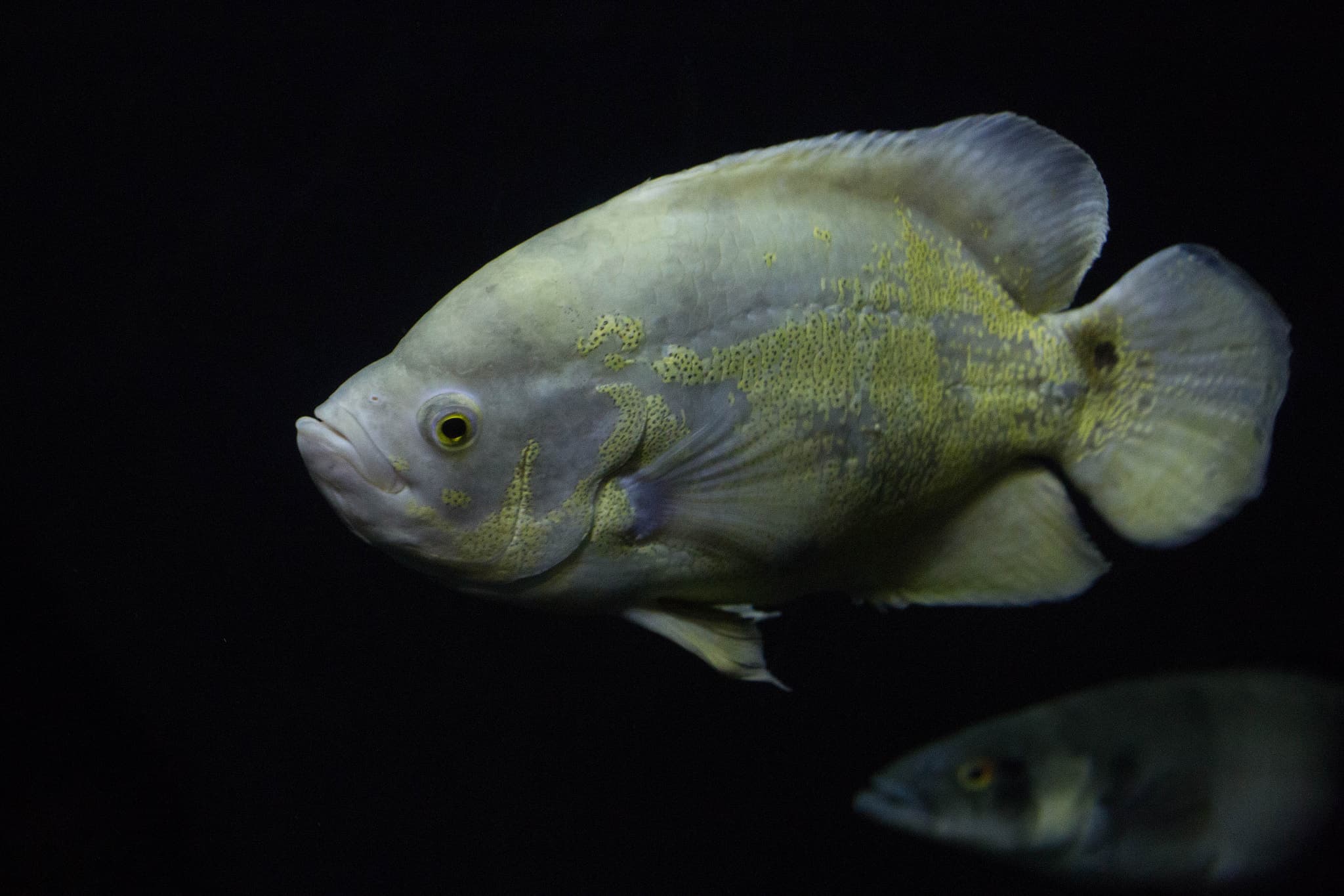Oscar Cichlid