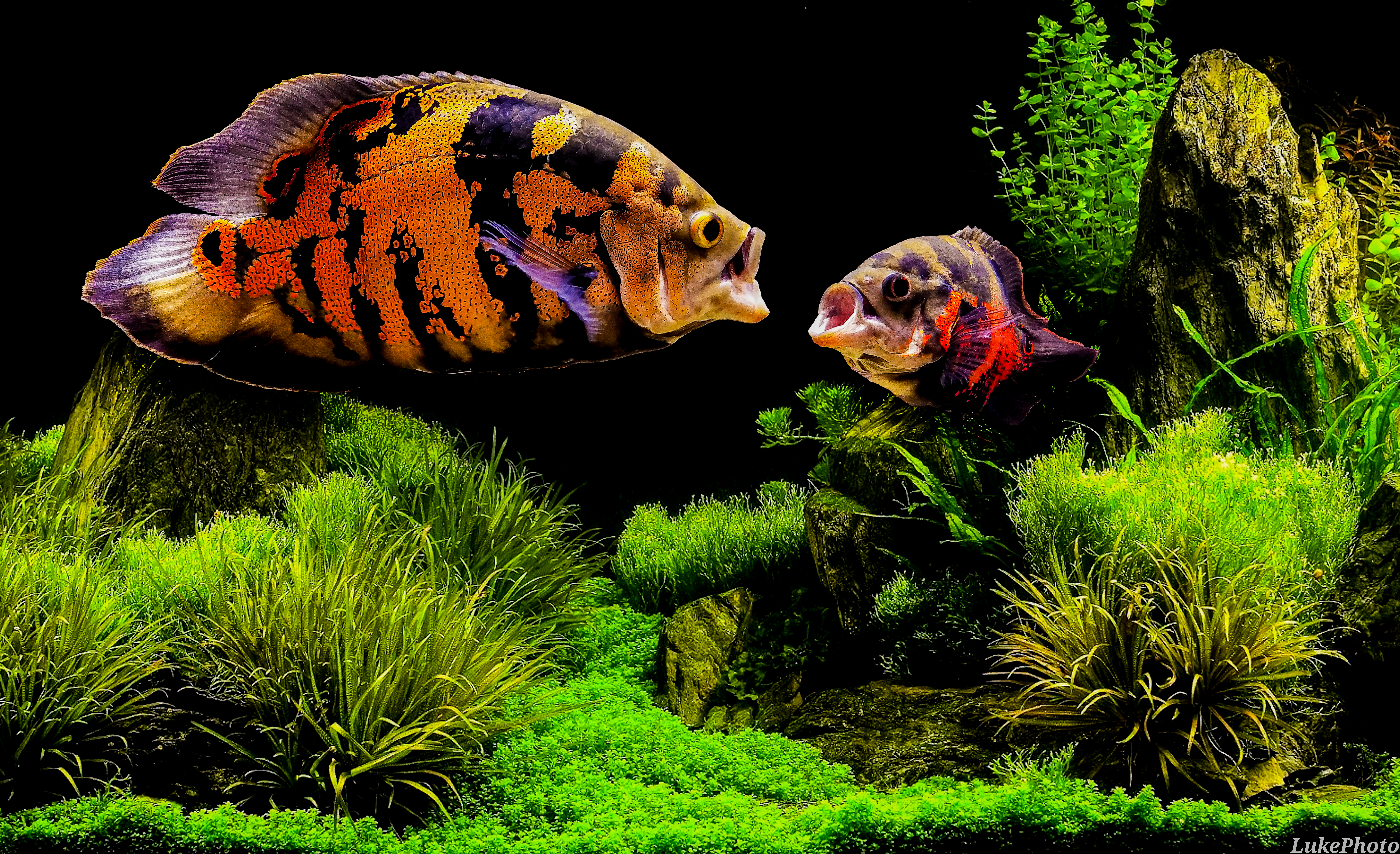 Oscar Cichlid