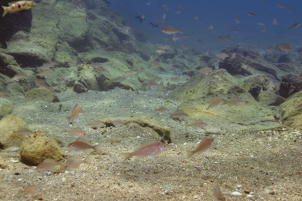 Yellow-fin Xenotilapia