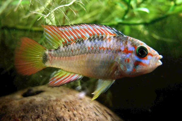 Papagei Apistogramma