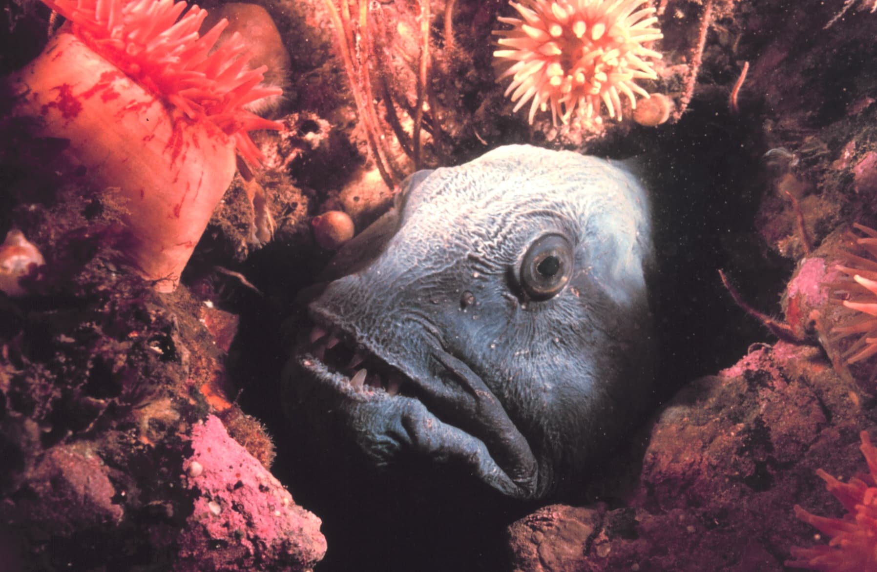 Atlantic Wolffish