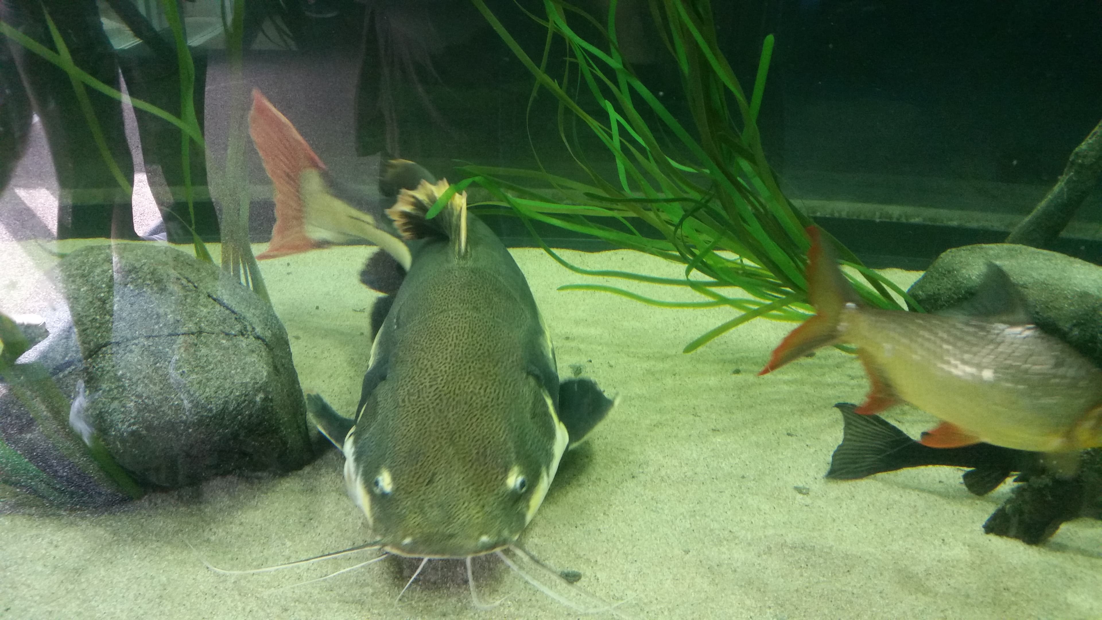 Redtail Catfish
