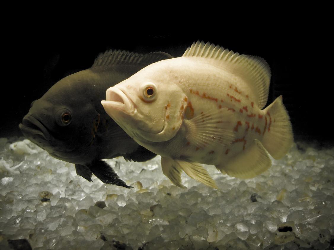 Oscar Cichlid