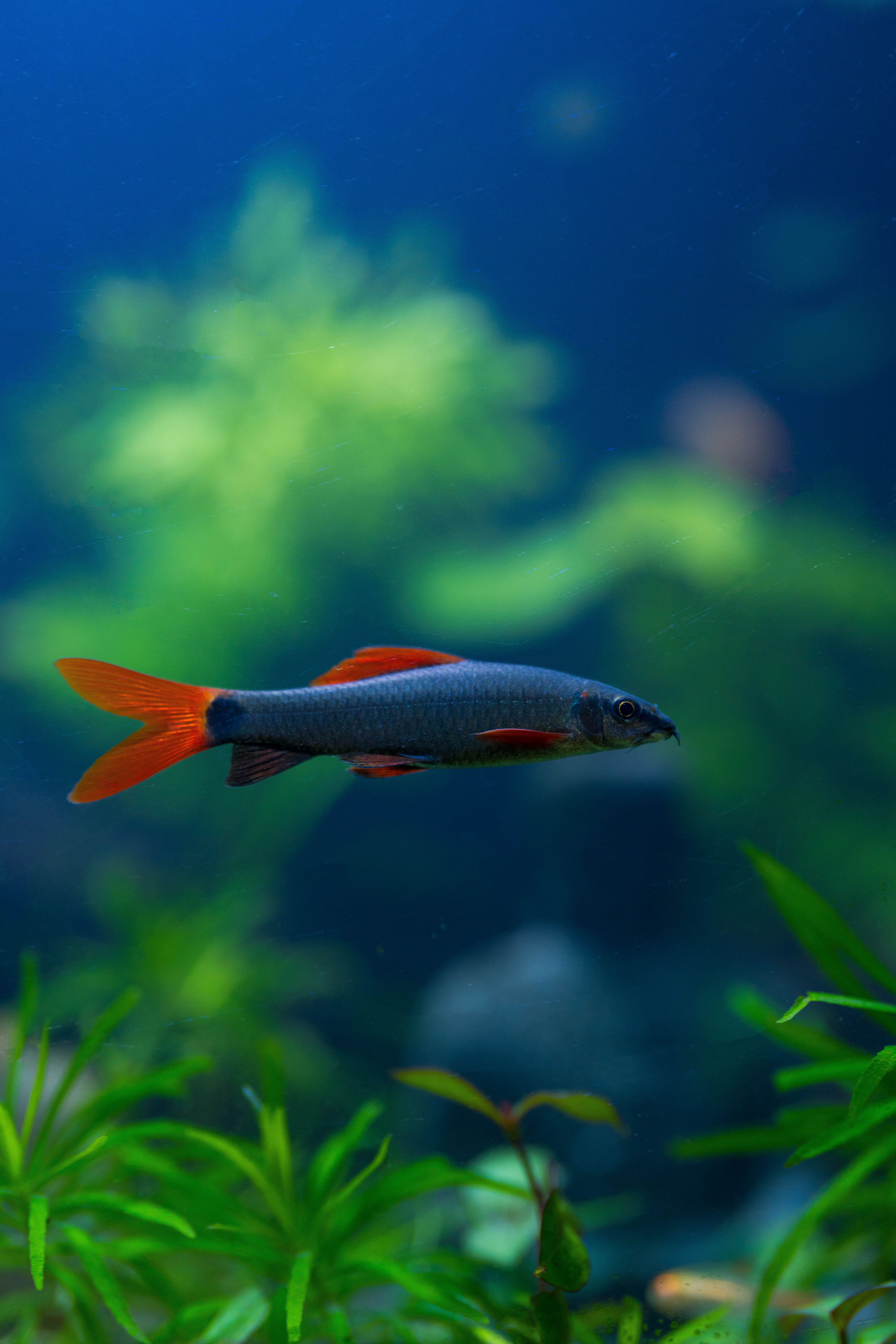 Rainbow Shark