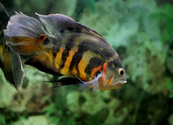Oscar Cichlid