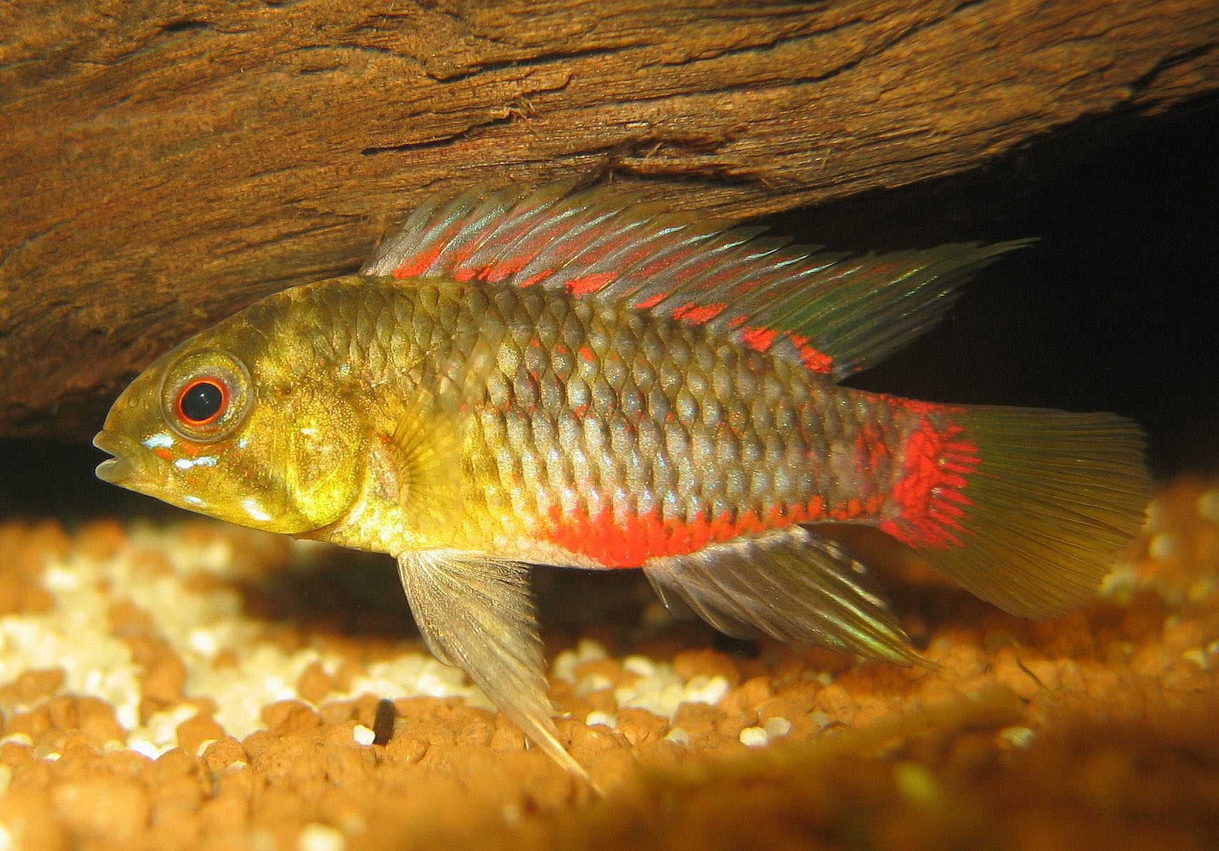 Hongslo's Dwarf Cichlid