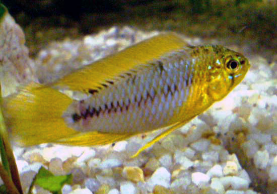 Umbrella Cichlid