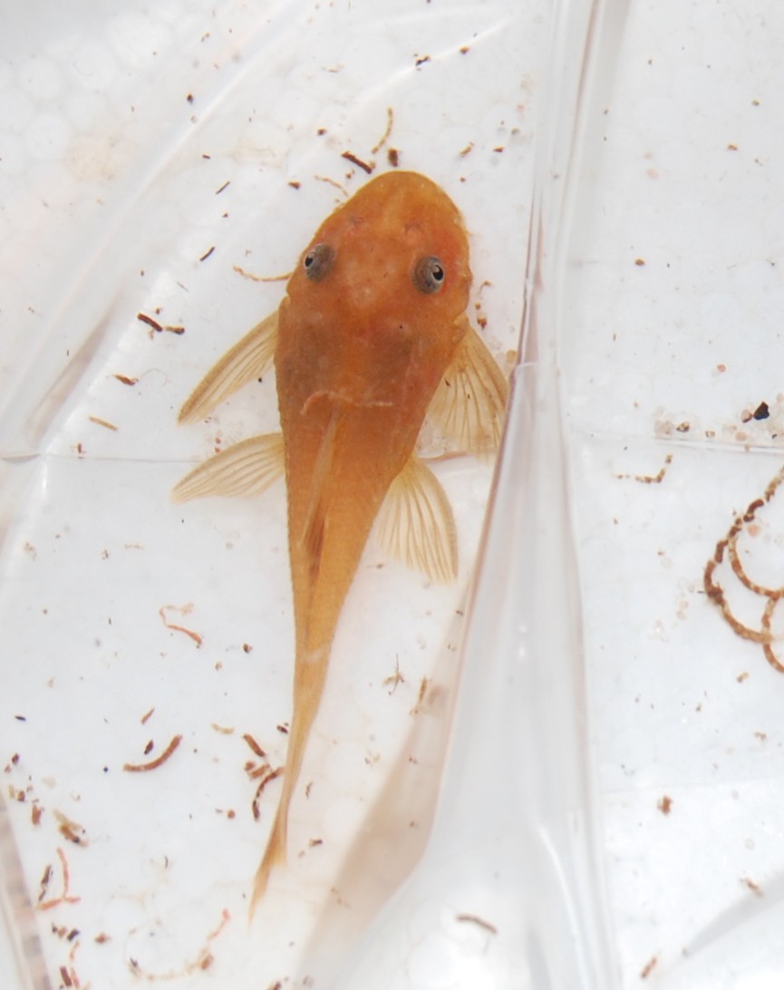 Super Red Bristlenose Pleco