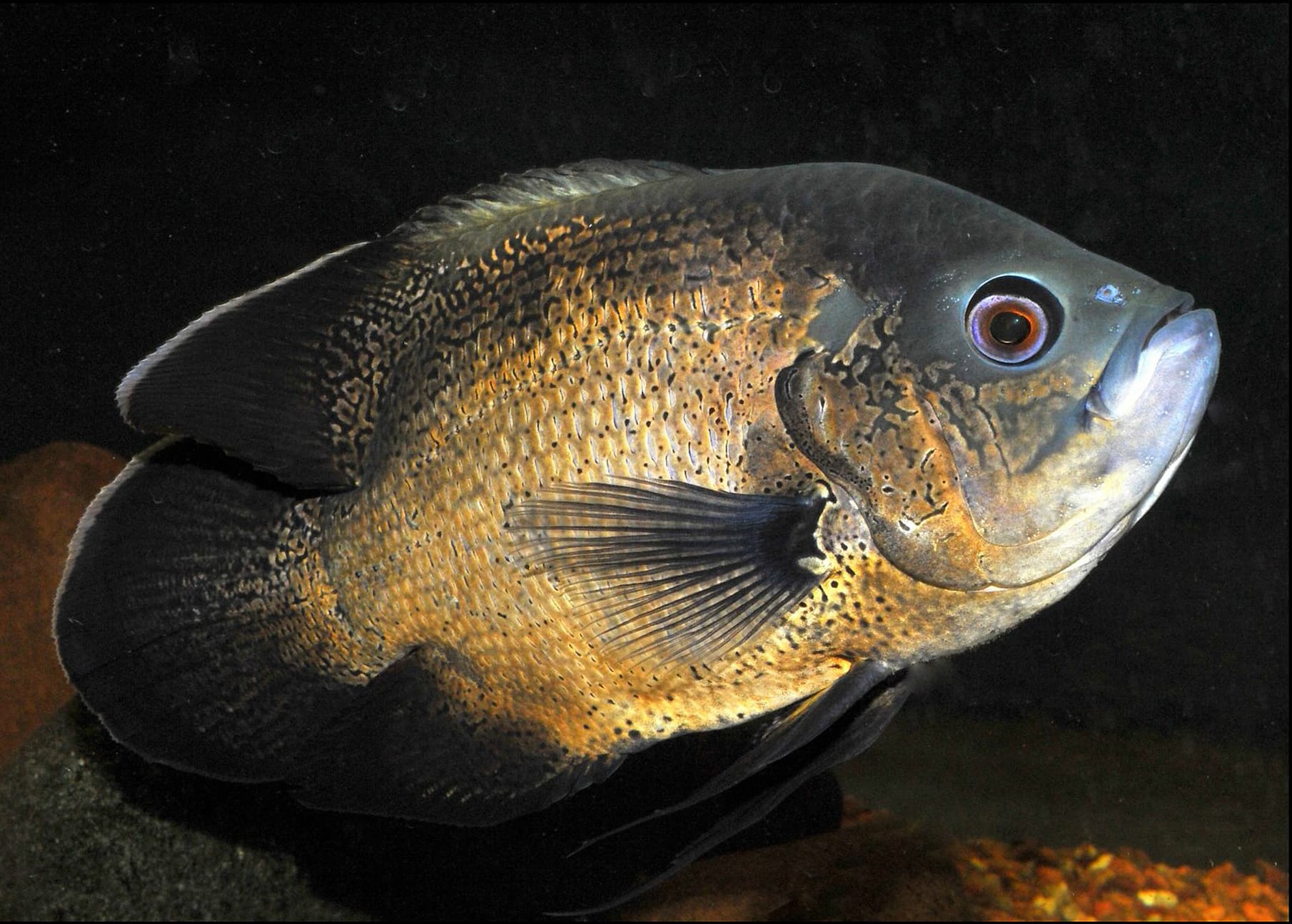 Oscar Cichlid