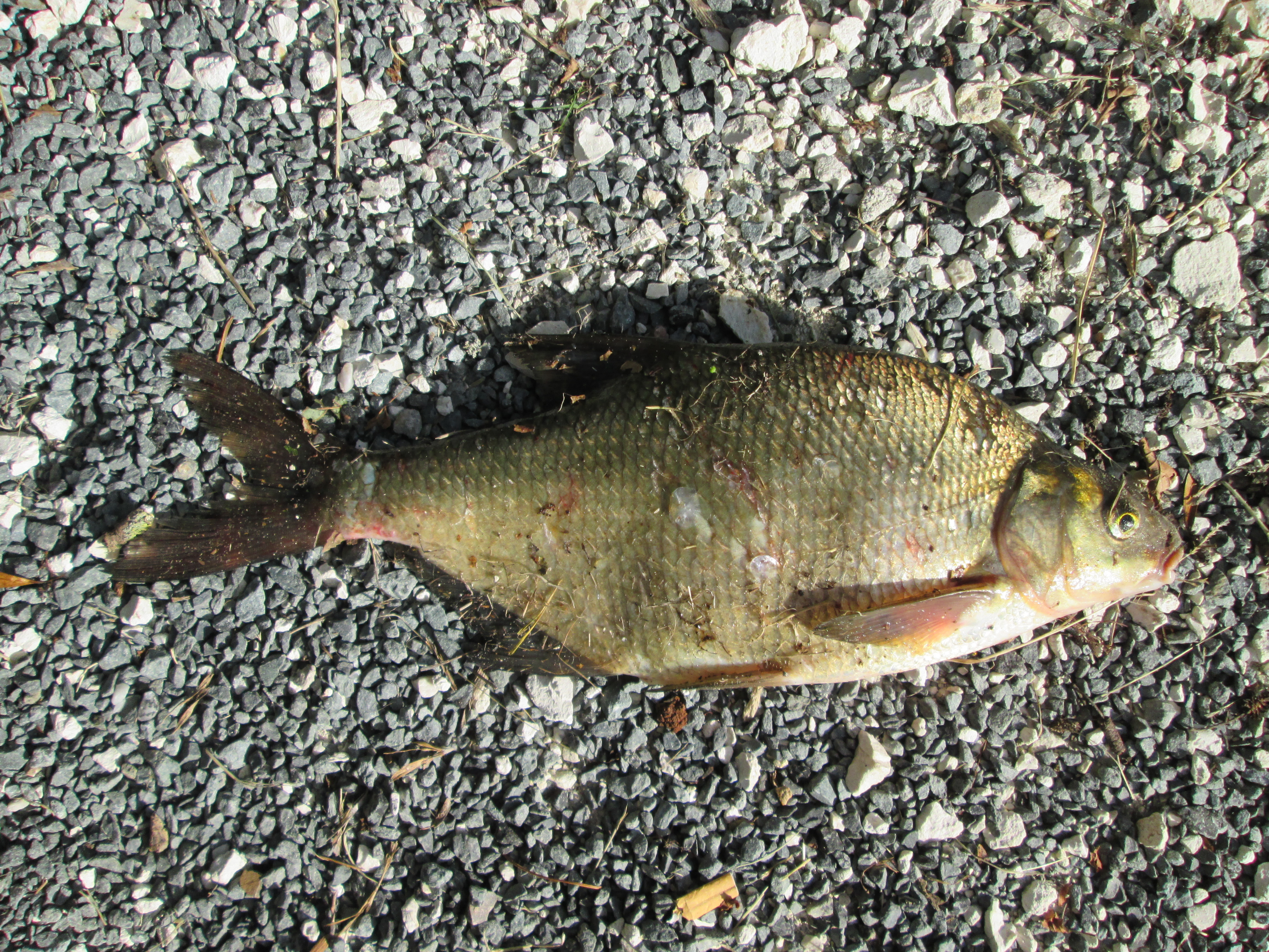 Common Bream