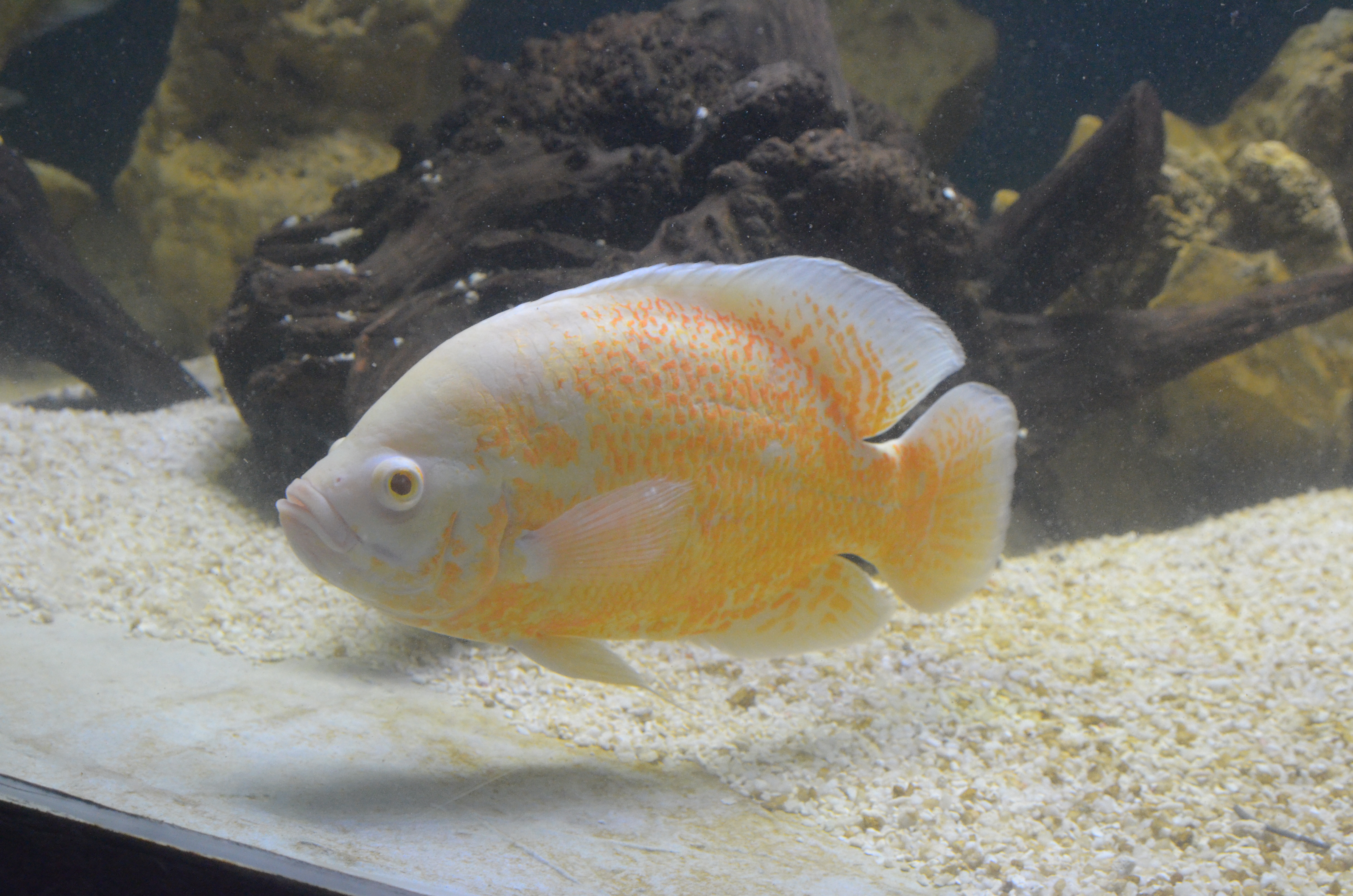 Oscar Cichlid
