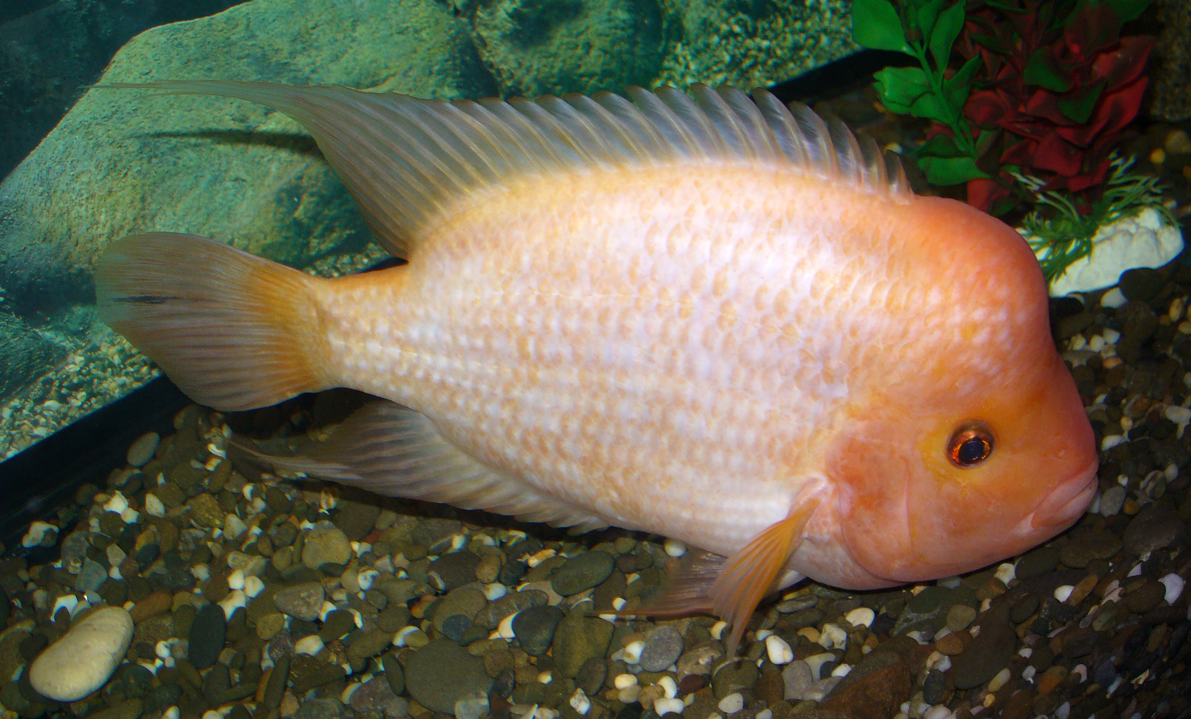 Midas Cichlid