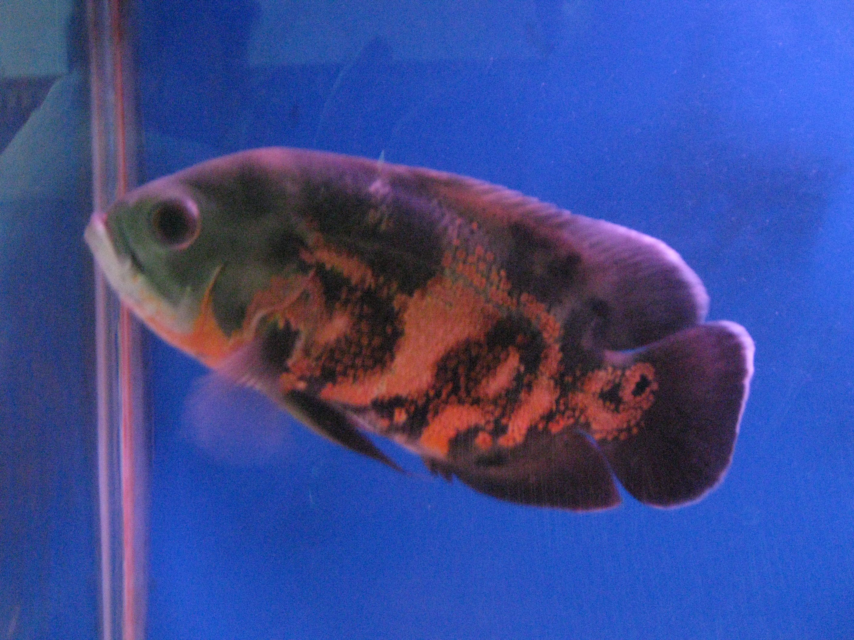 Oscar Cichlid