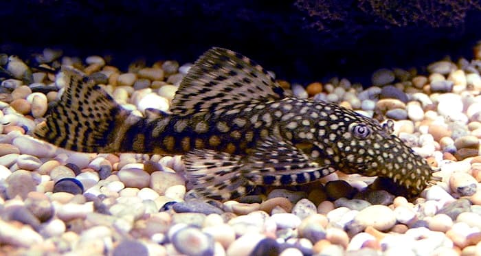Bristlenose Catfish