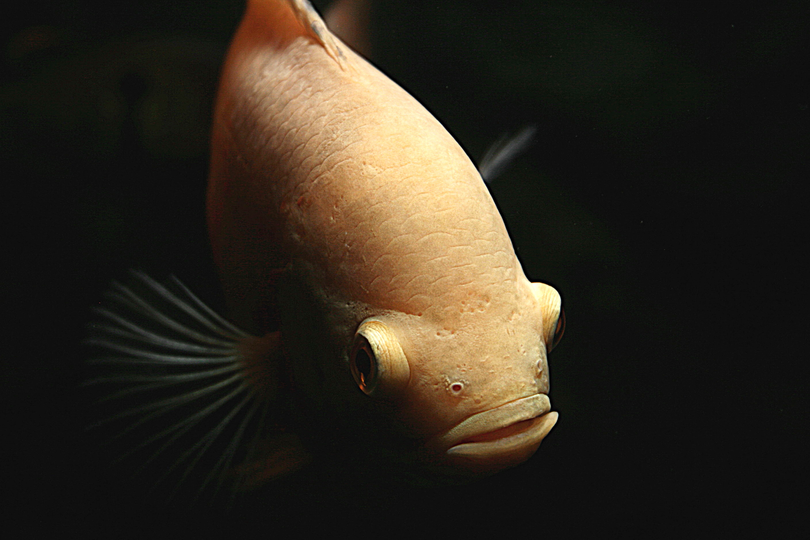 Oscar Cichlid