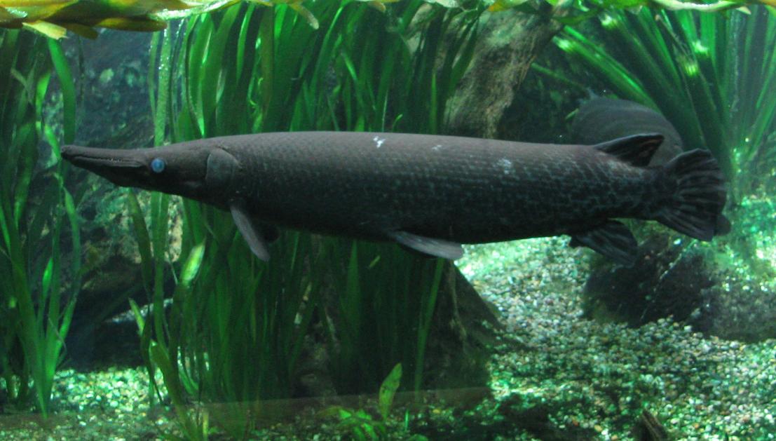 Alligator Gar