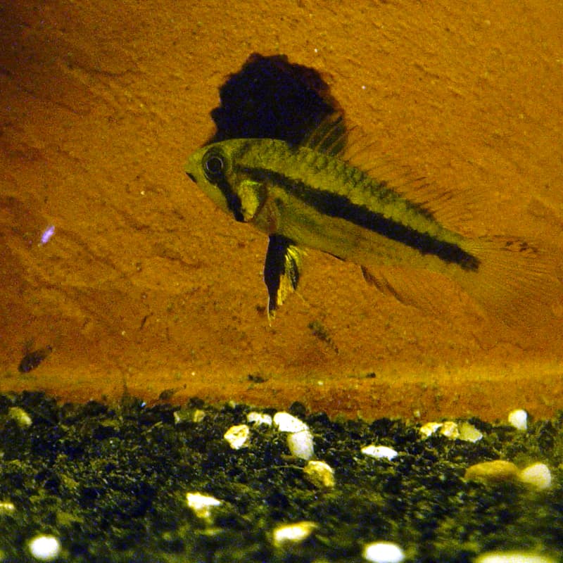 Cockatoo Dwarf Cichlid