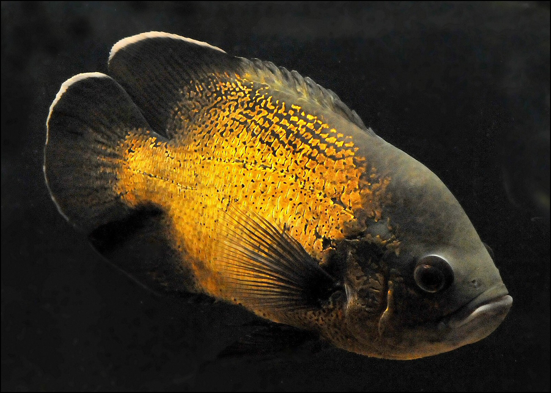 Oscar Cichlid