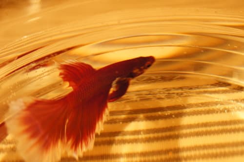 Betta Fish