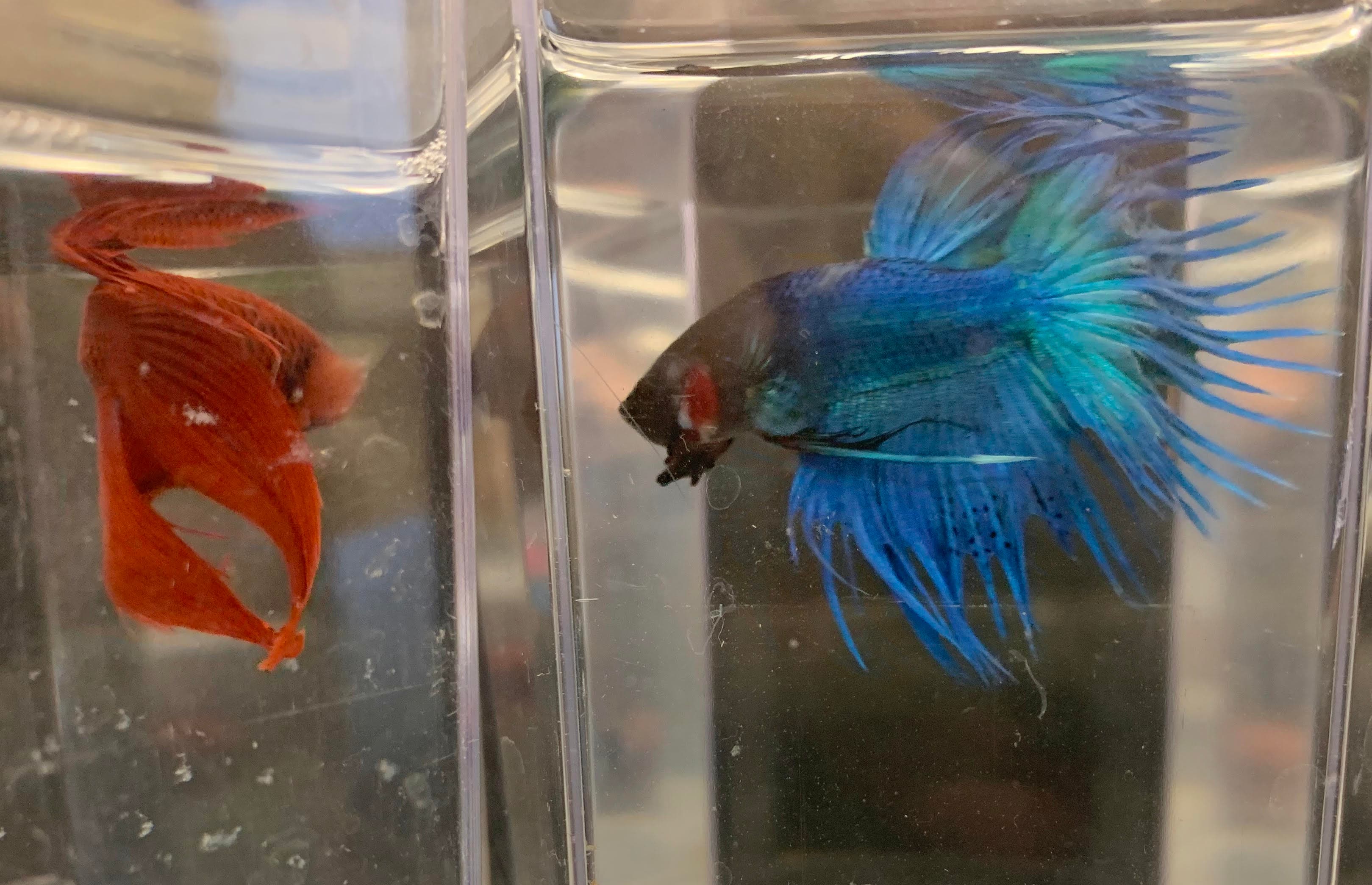 Siamese Fighting Fish