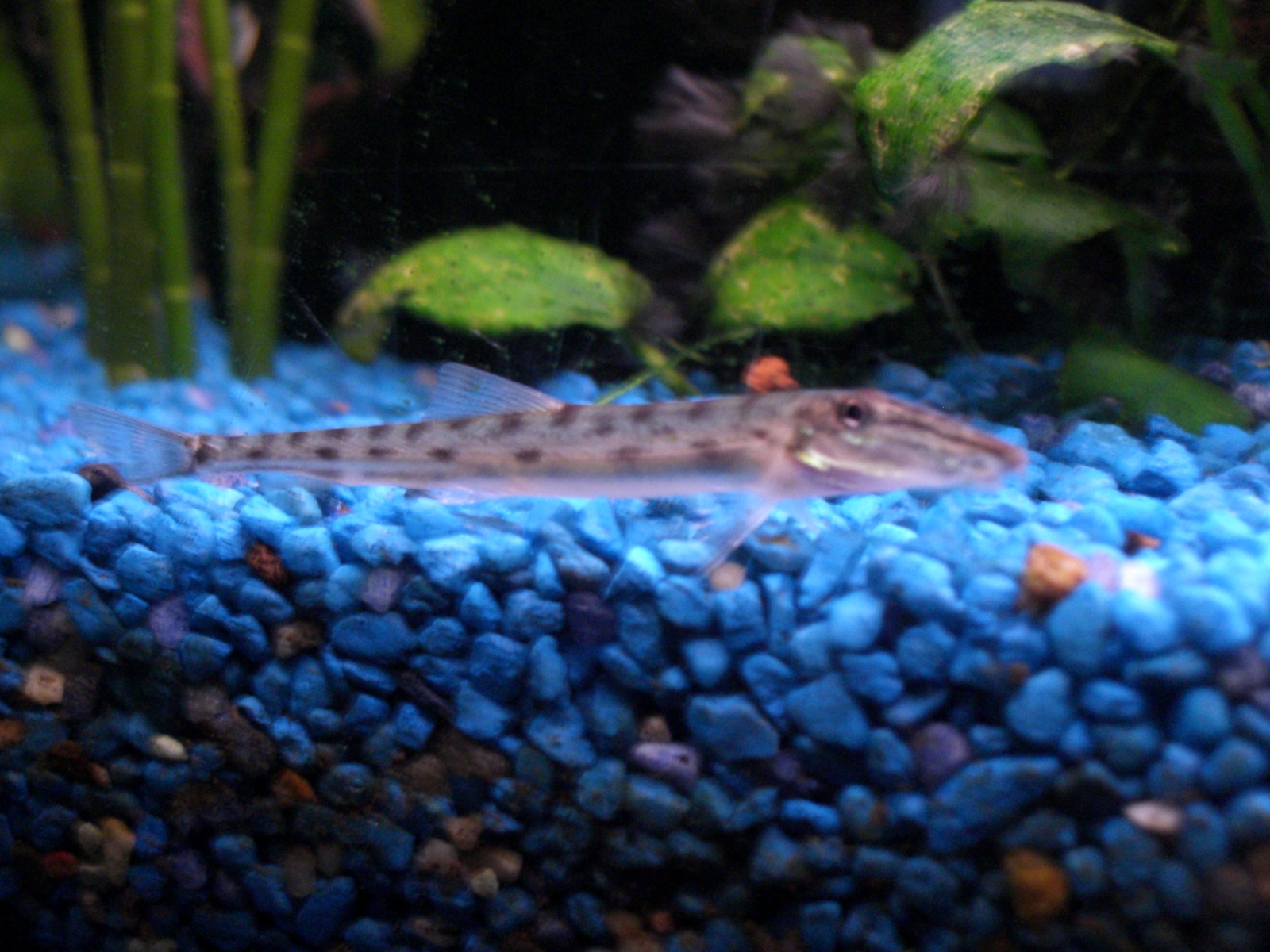 Horseface Loach
