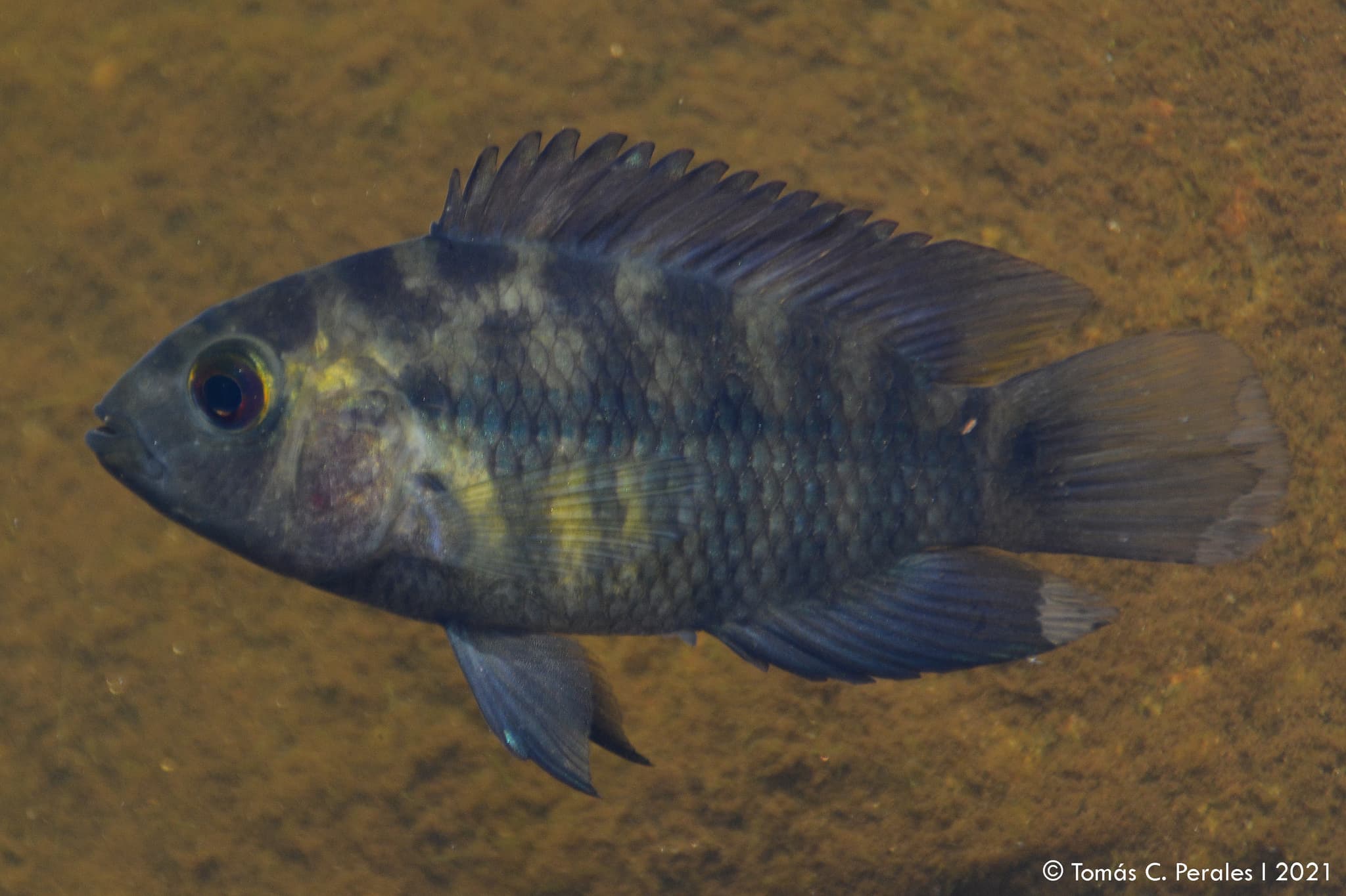 Chameleon Cichlid