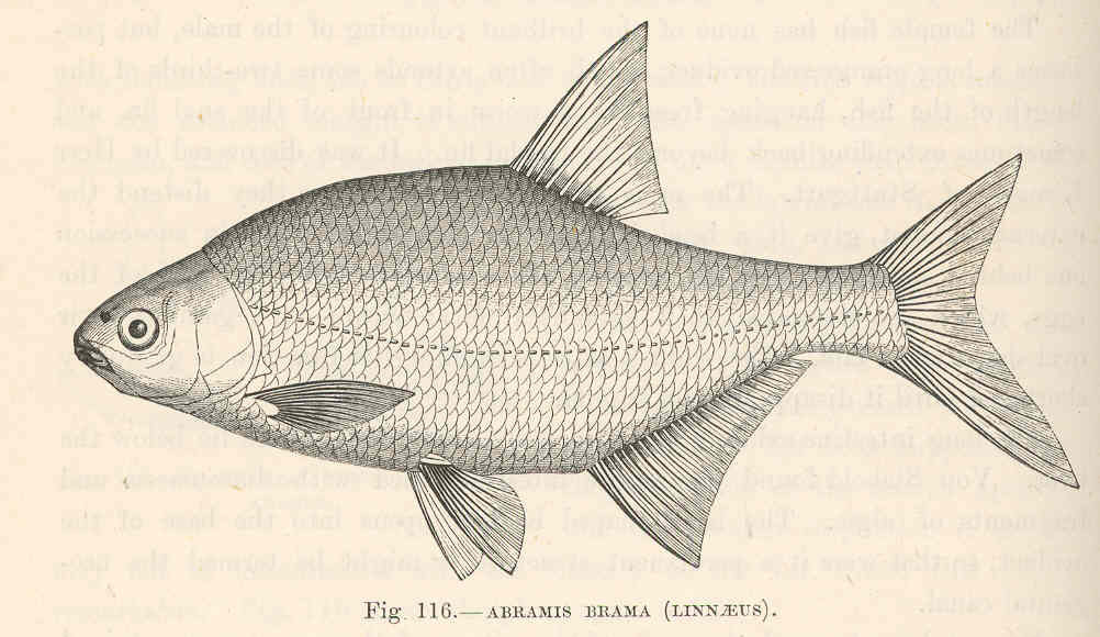 Common Bream