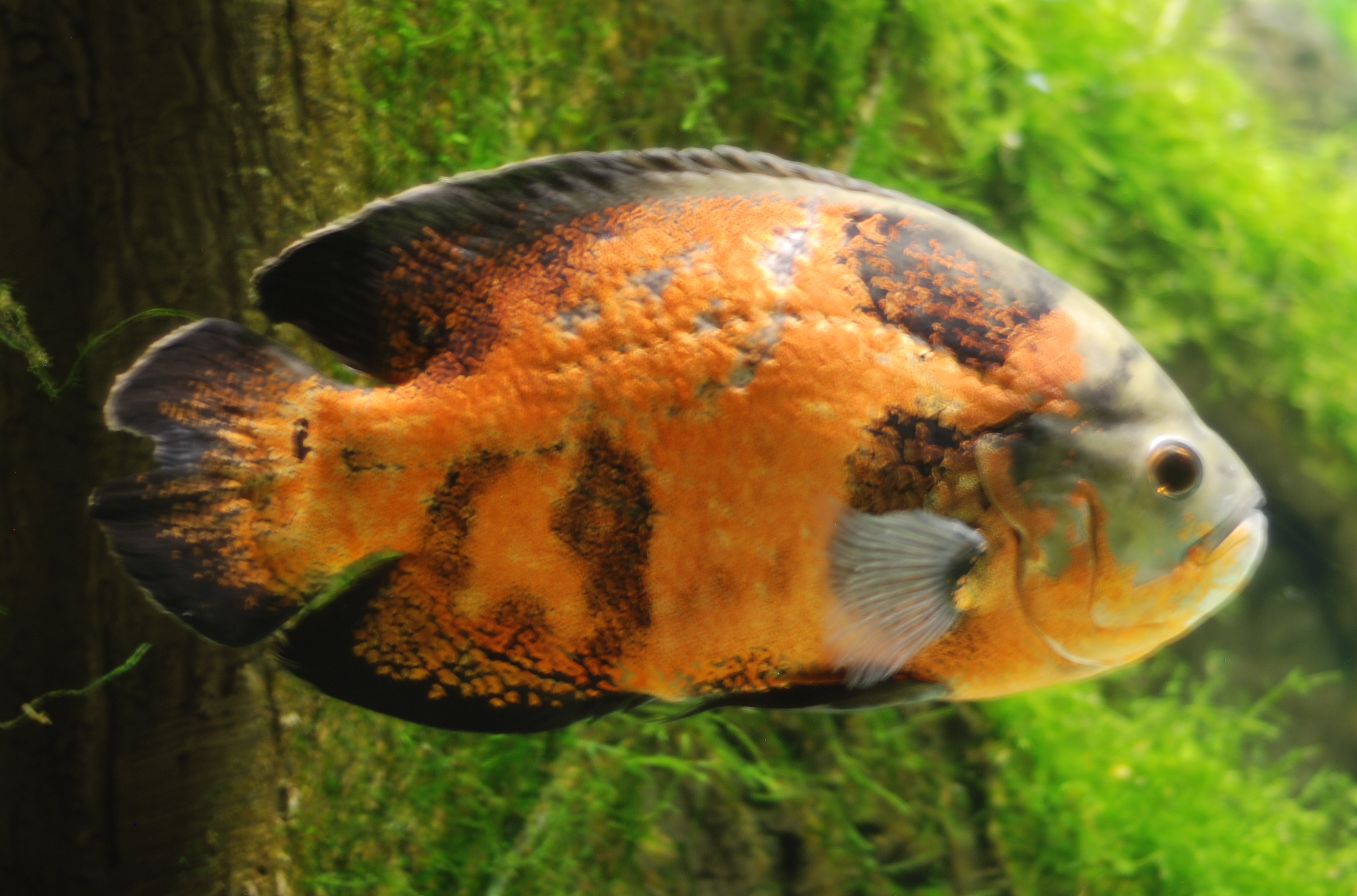 Oscar Cichlid