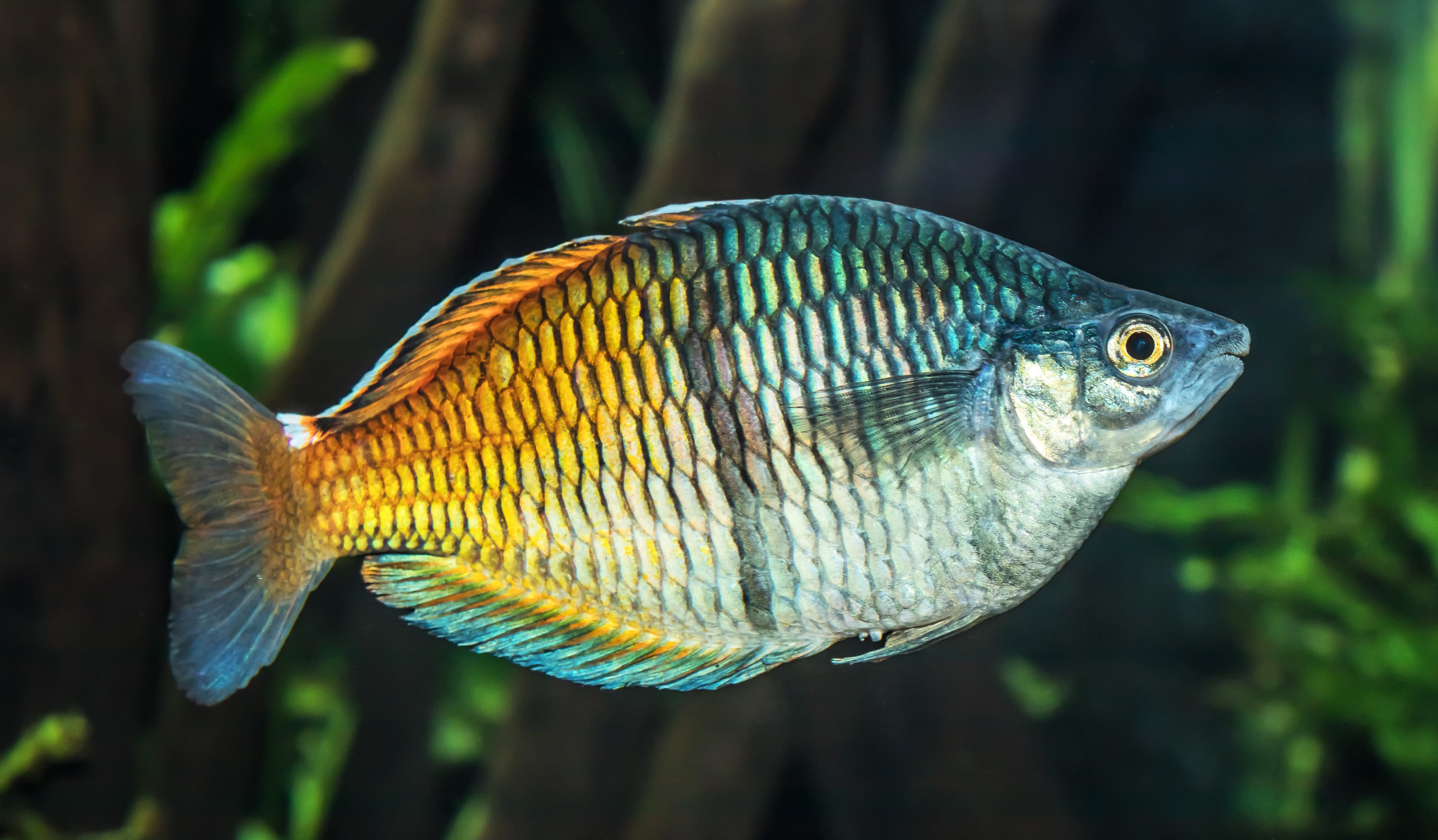 Rainbowfish (Boeseman's)