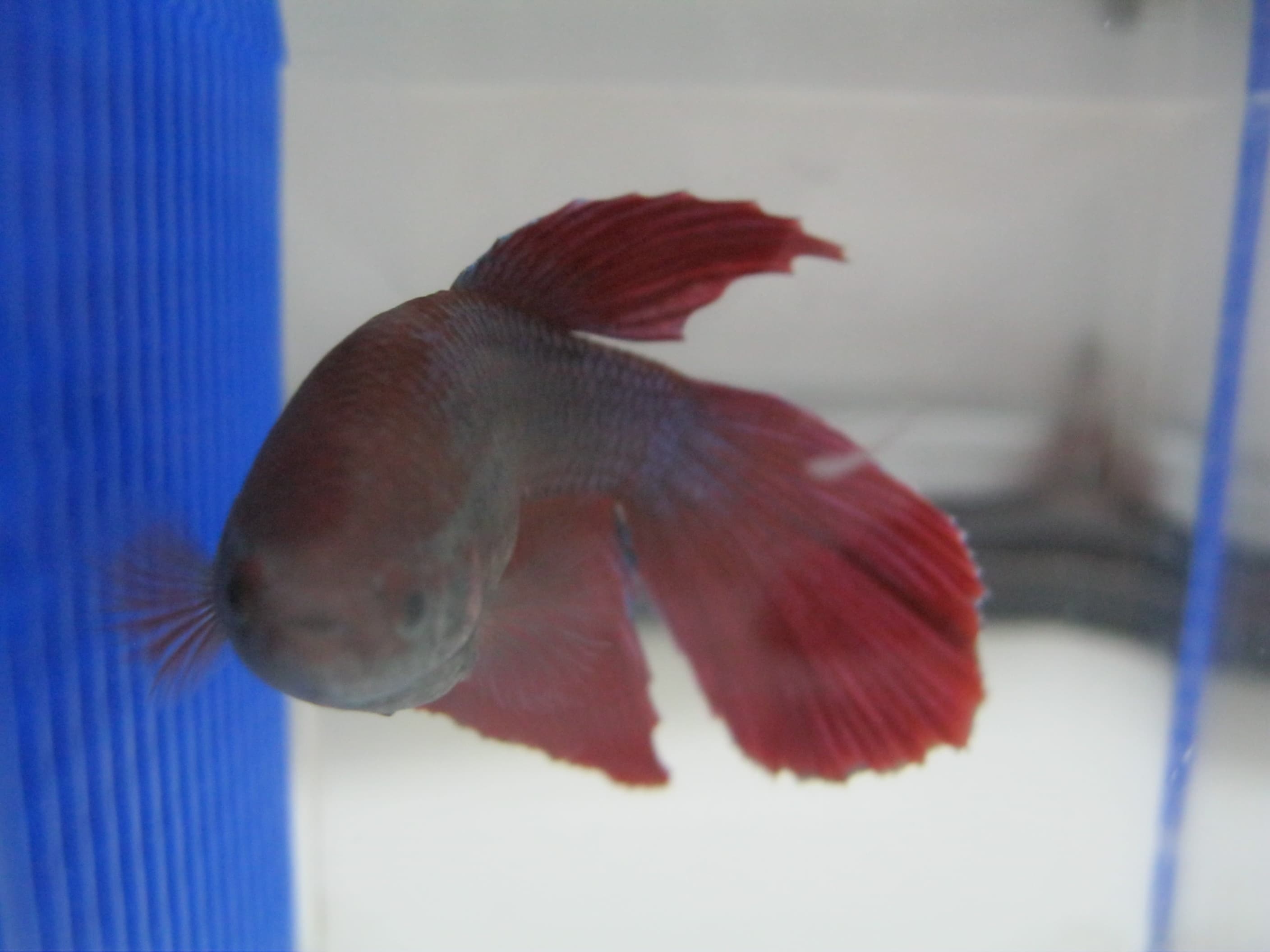 Betta Fish