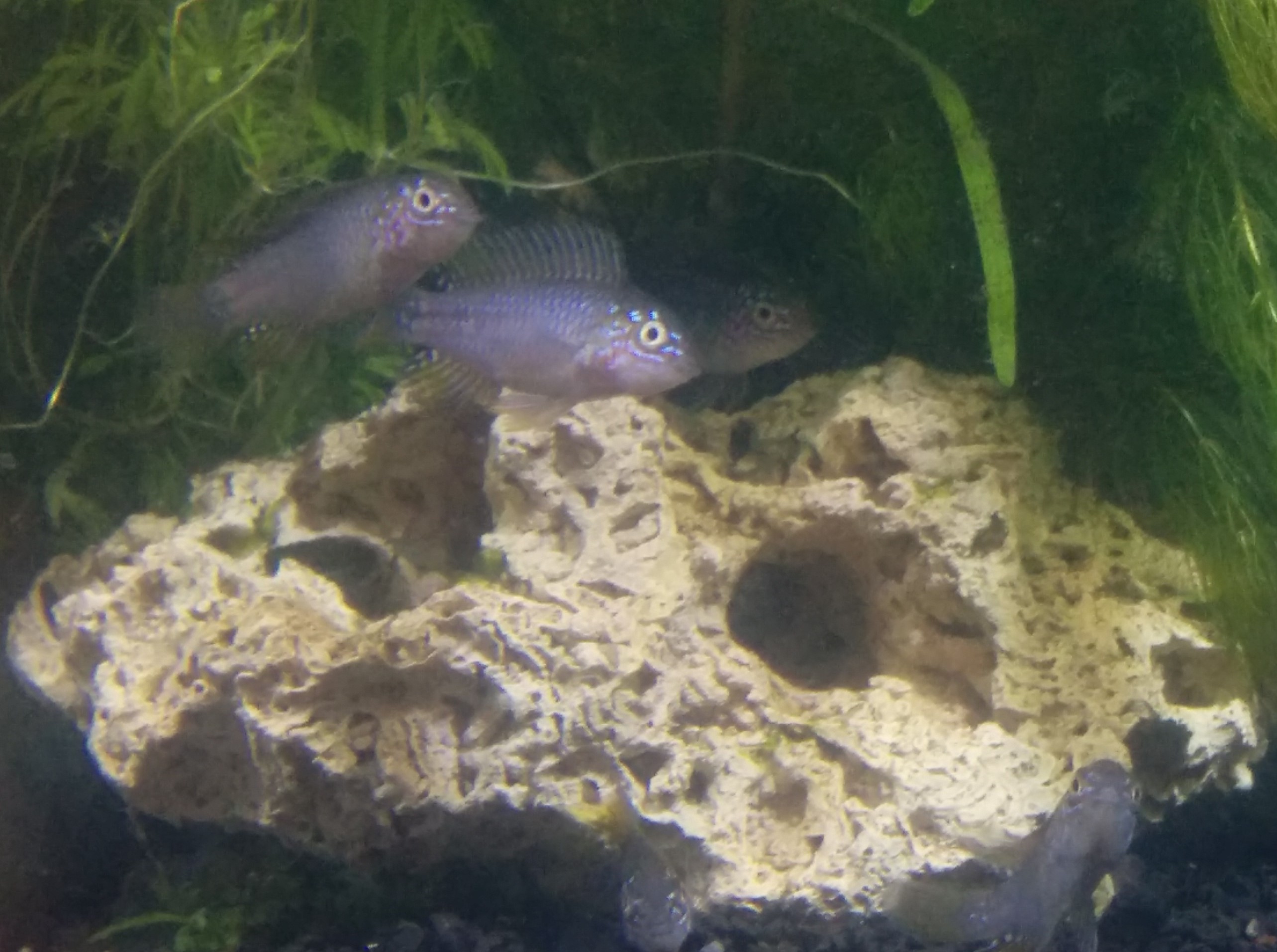 Blue Apistogramma