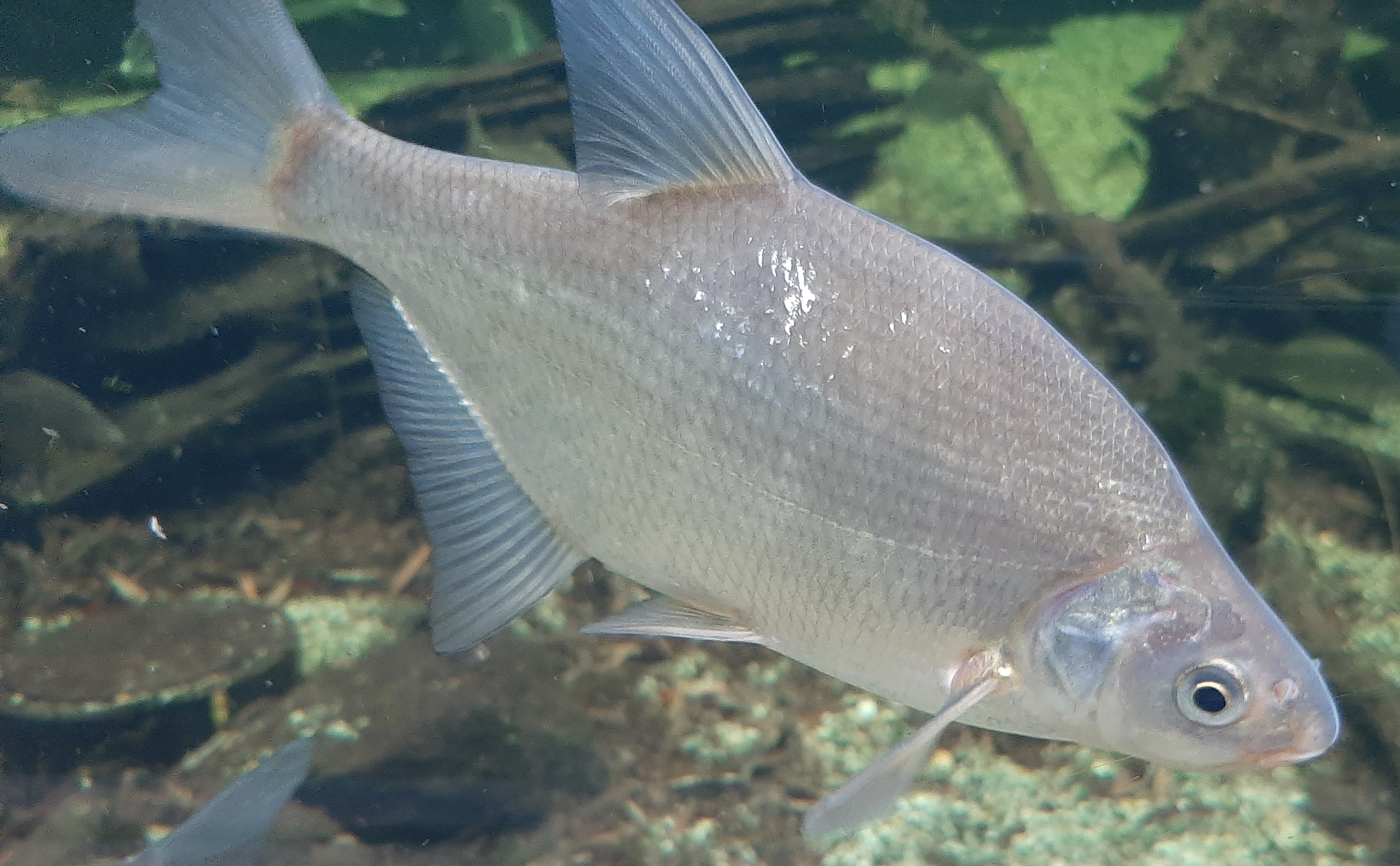 Common Bream