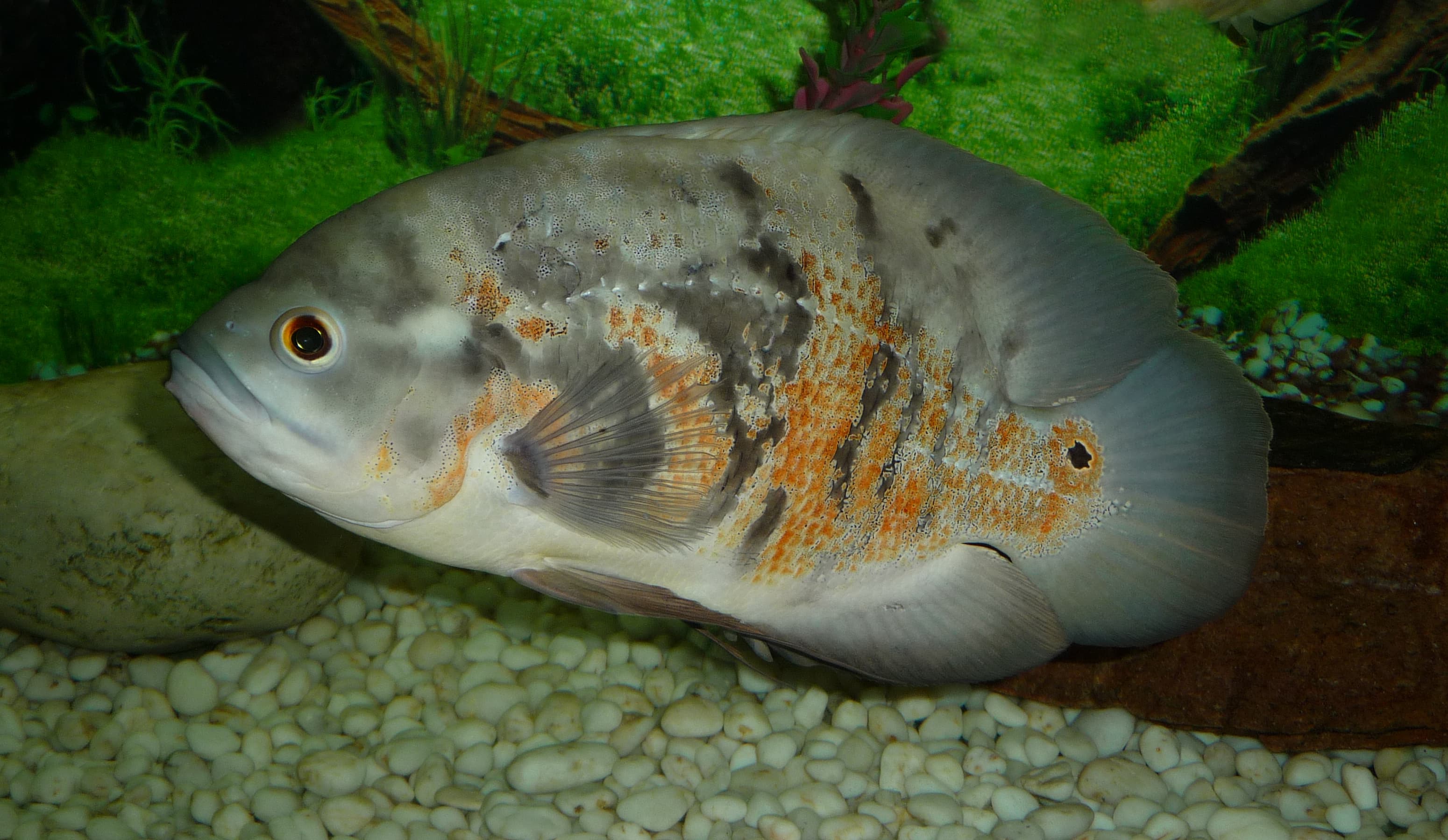 Oscar Cichlid
