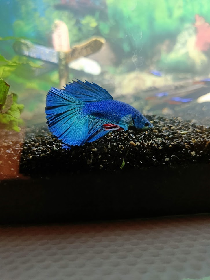 Veil Tail Betta