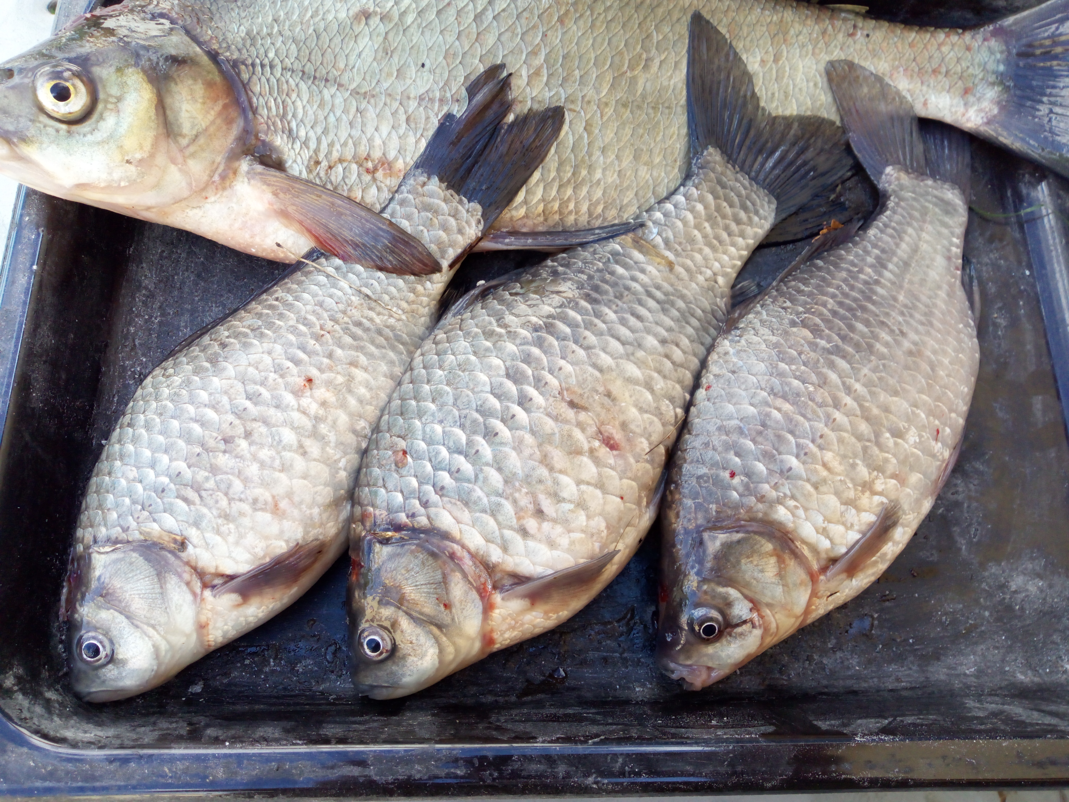 Silver Prussian Carp