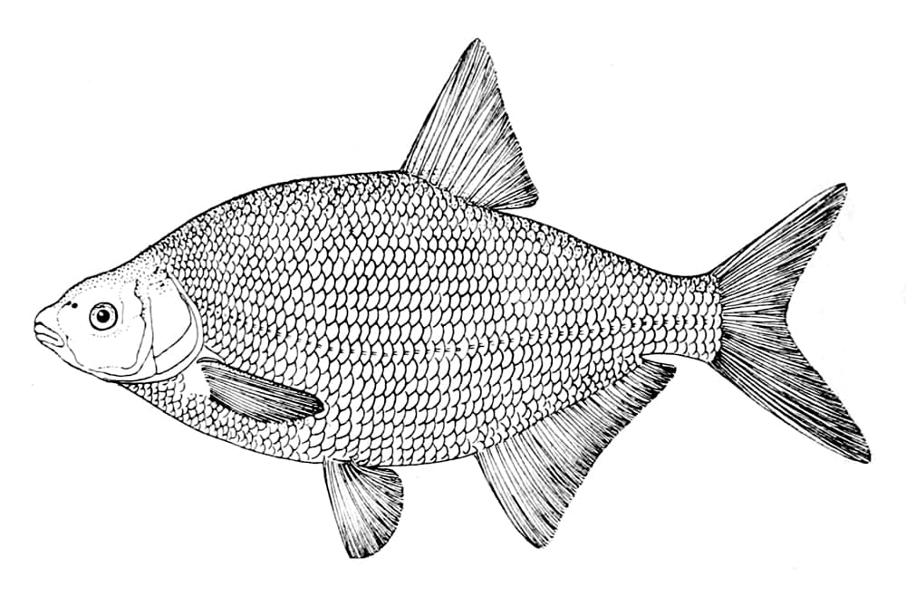 Common Bream