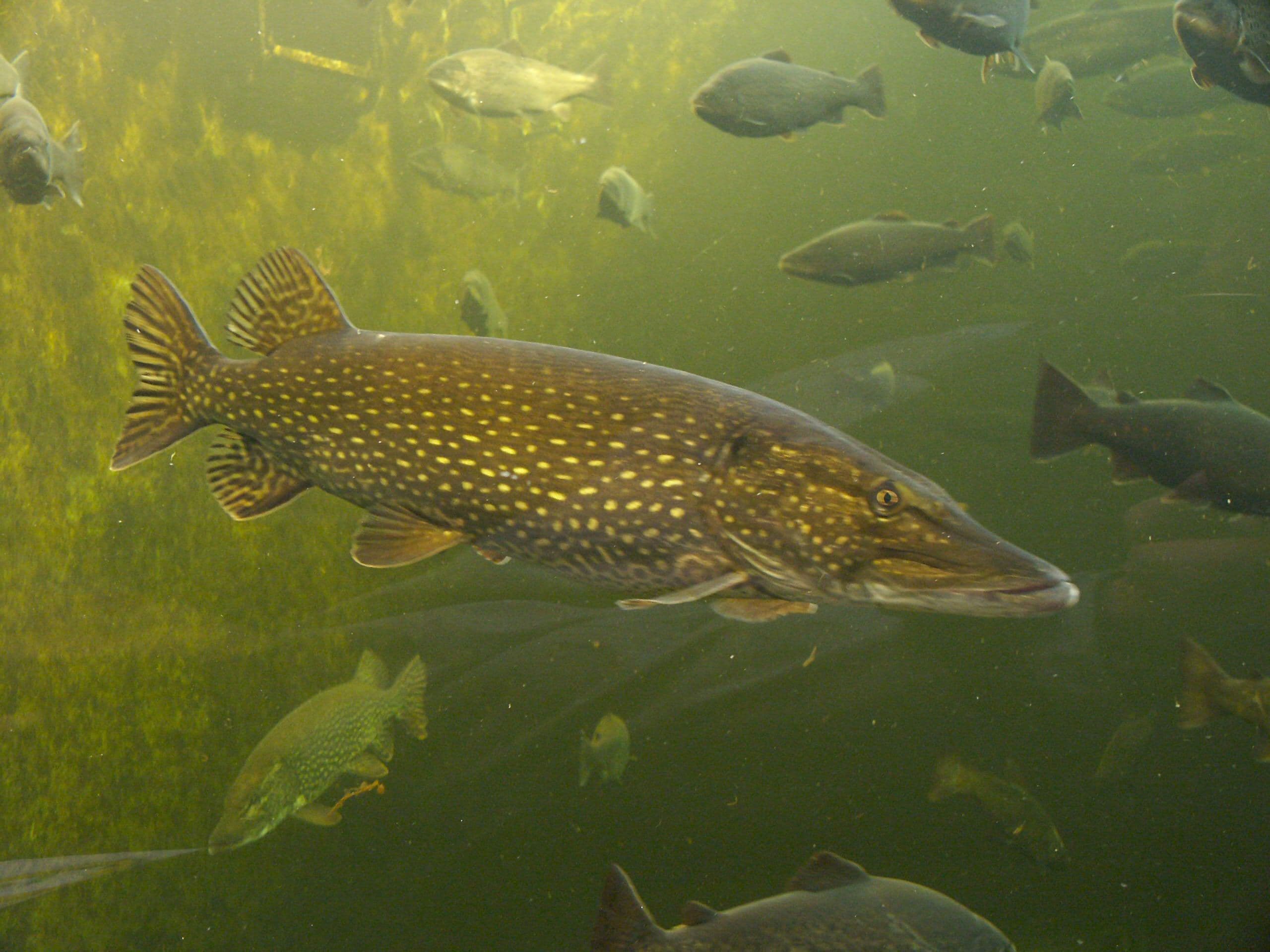 Northern Pike