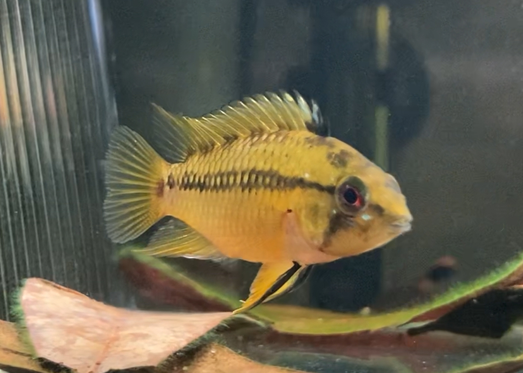 Hongsloi Dwarf Cichlid