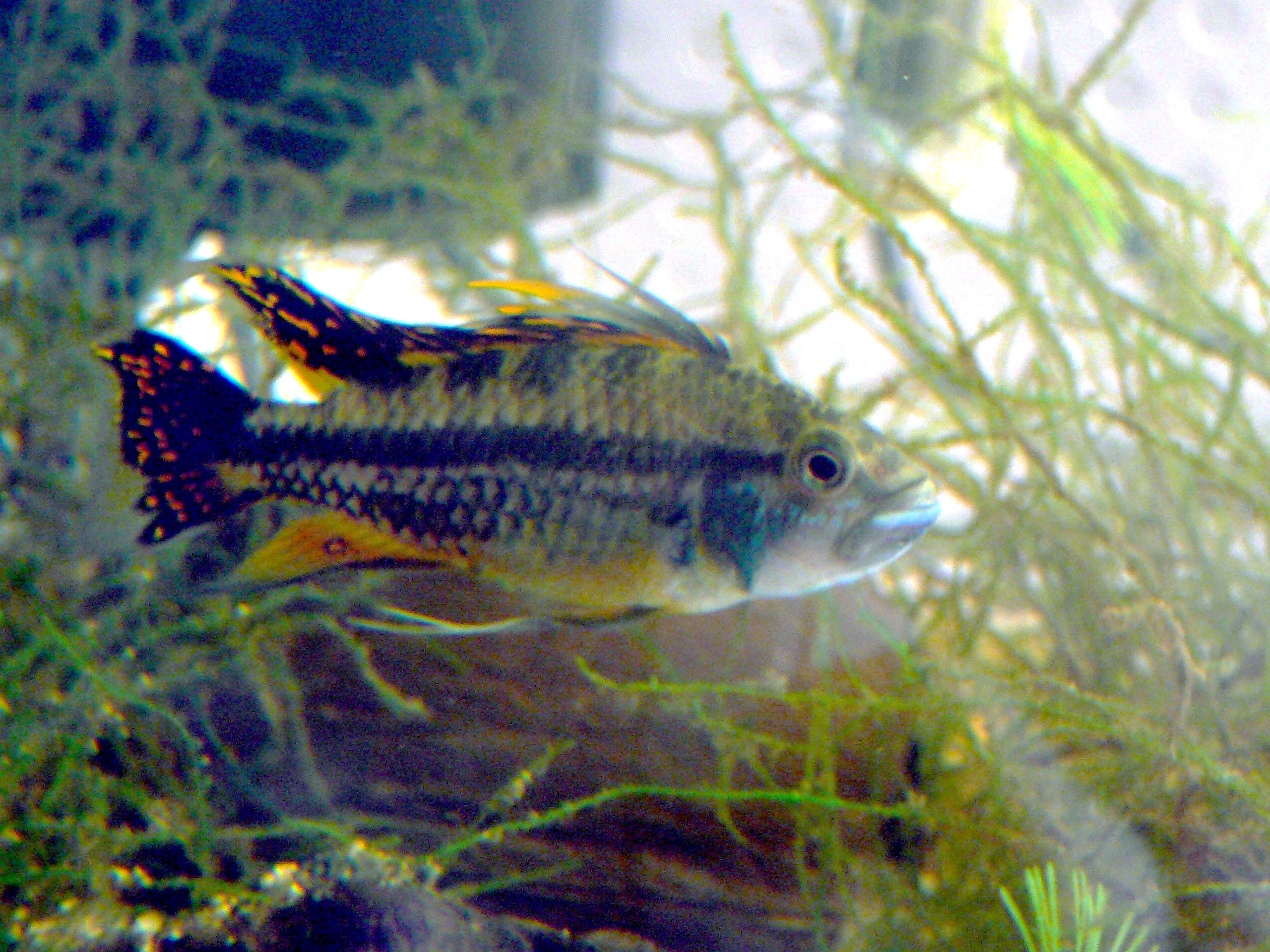 Cockatoo Dwarf Cichlid