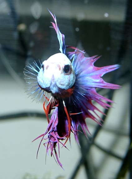 Crowntail Betta