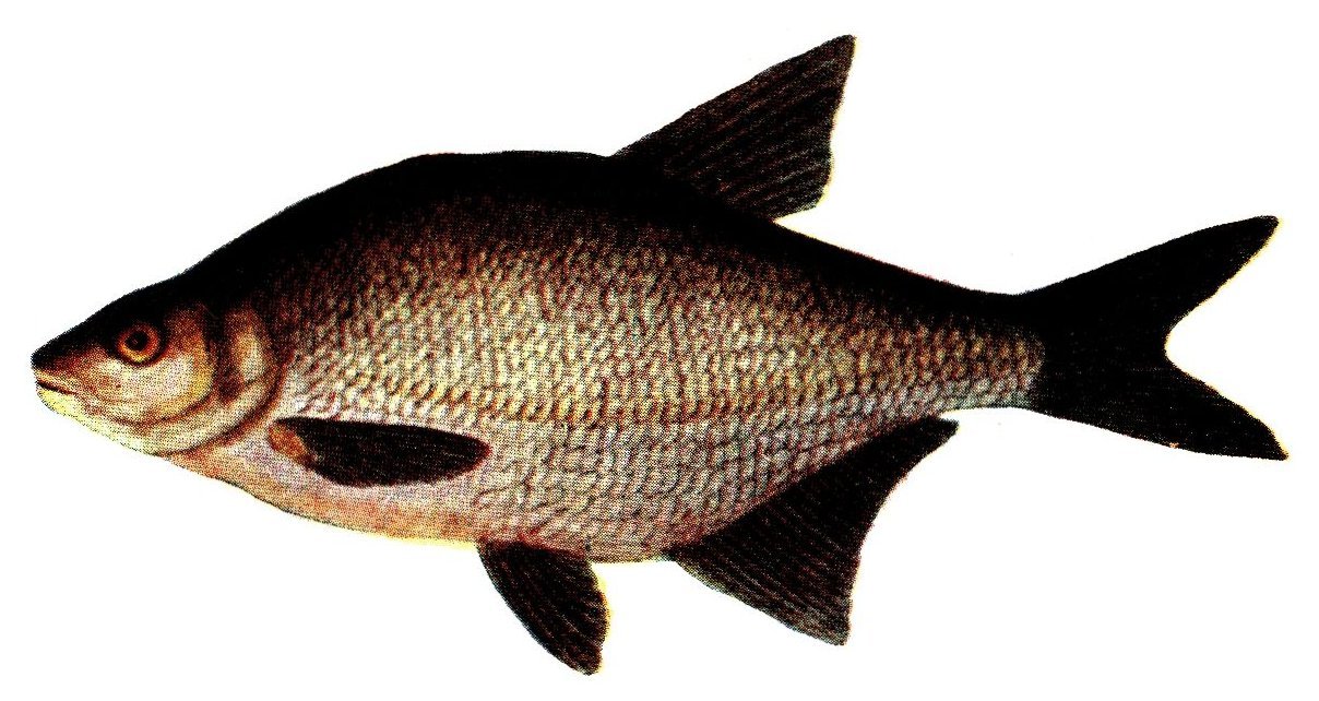 Common Bream