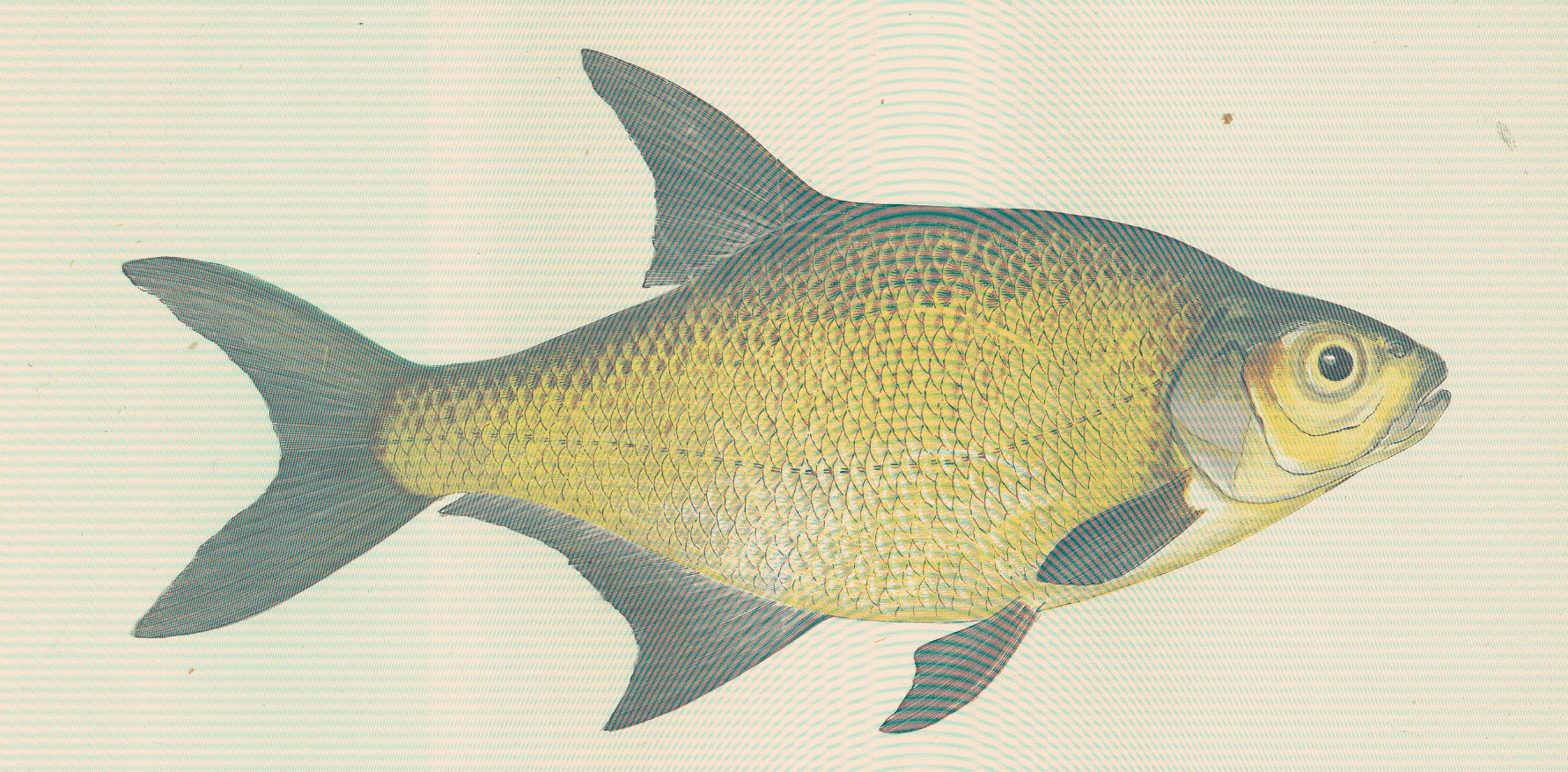 Common Bream