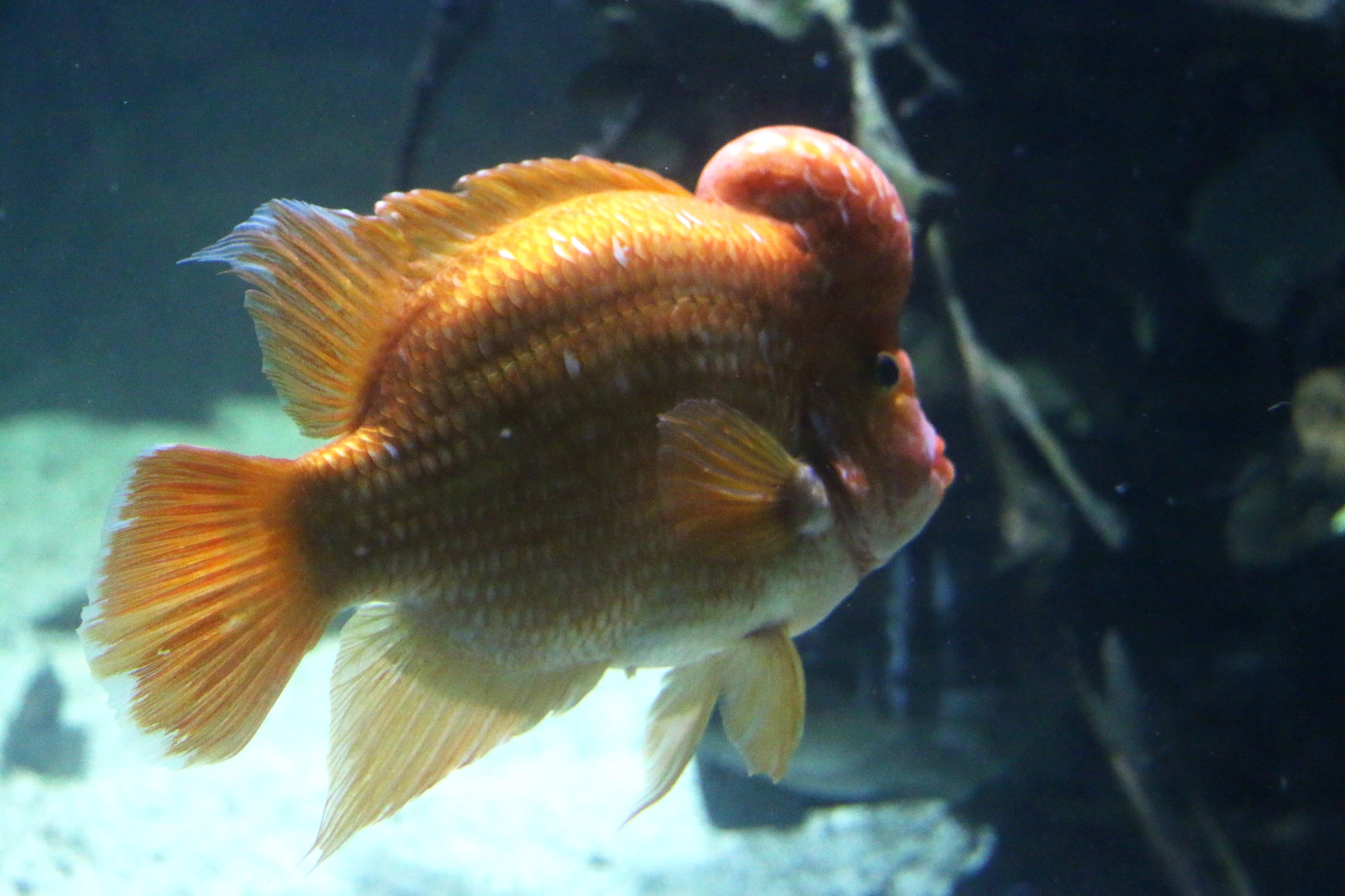 Midas Cichlid